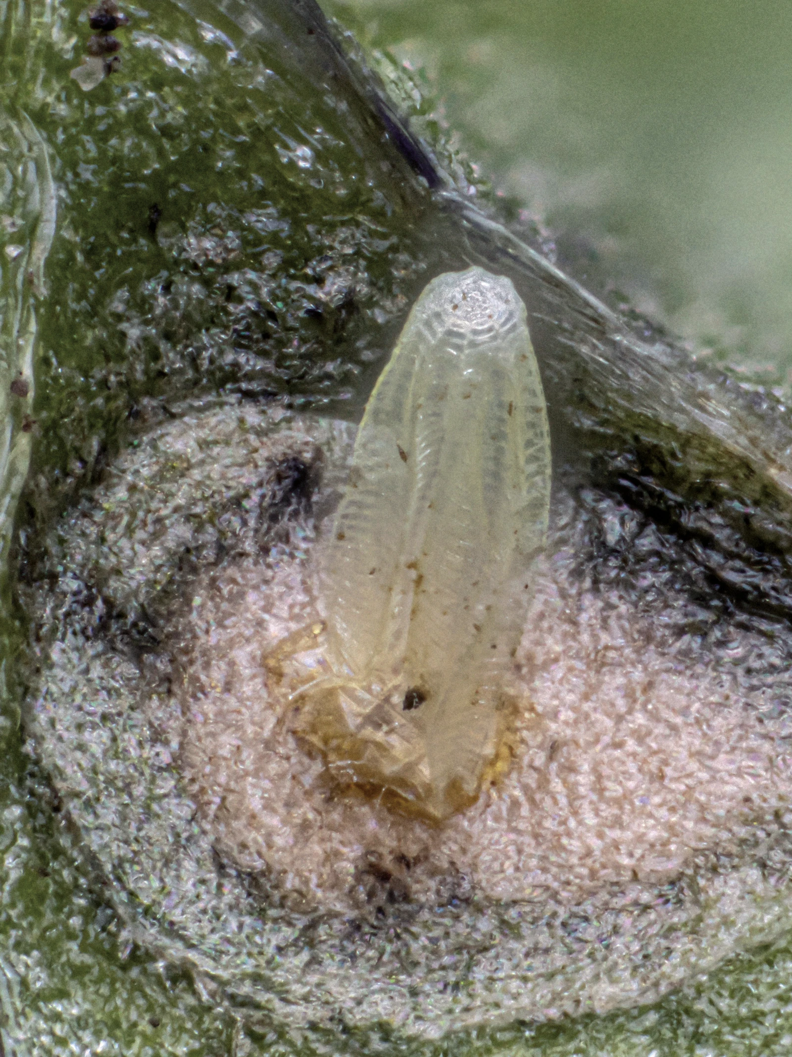 ‘De strijd tussen koolachtigen en witjes is een sterk staaltje evolutionaire wapenwedloop’