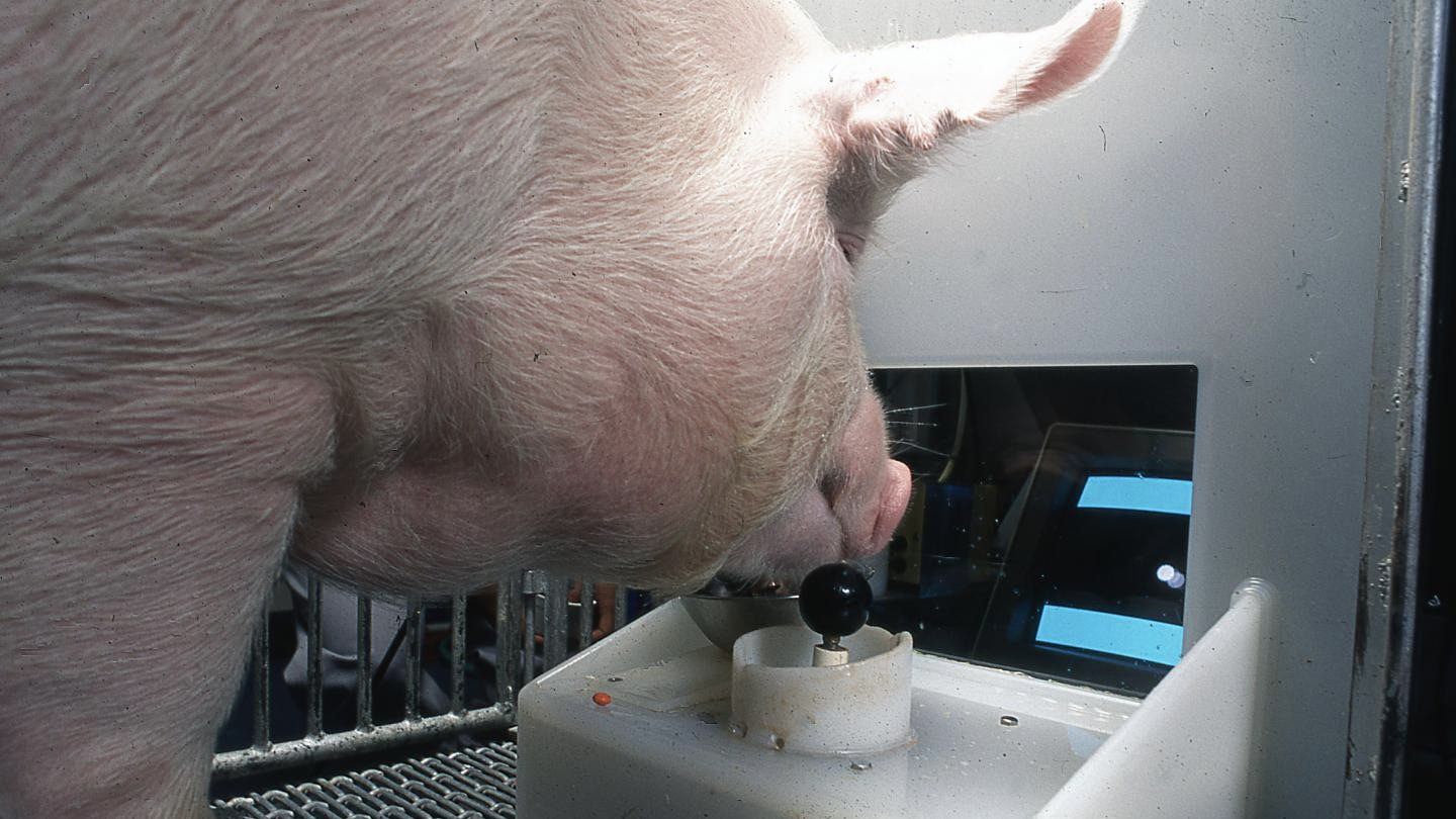 Varkens kunnen 'gamen' met hun snuit