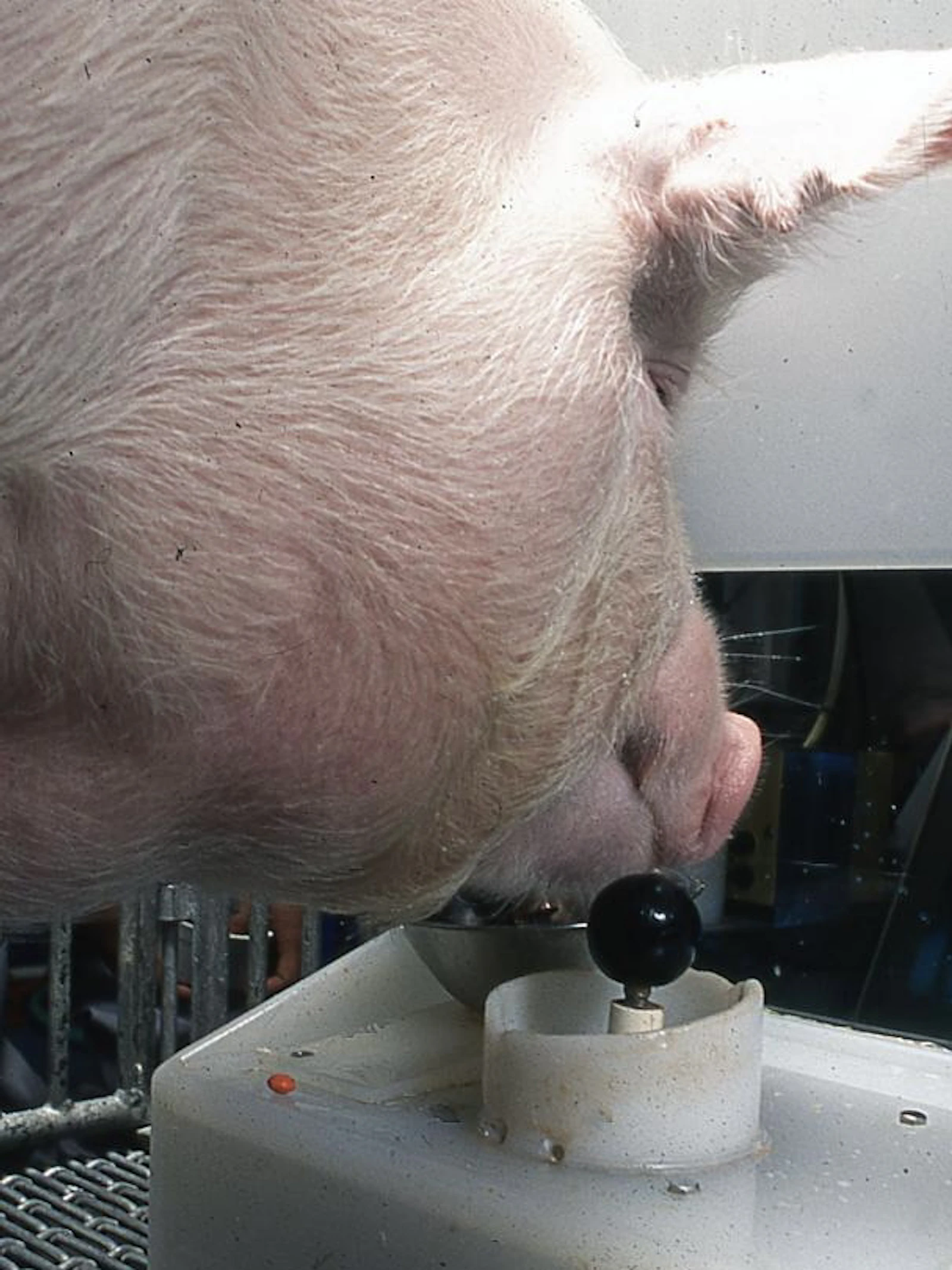 Varkens kunnen 'gamen' met hun snuit