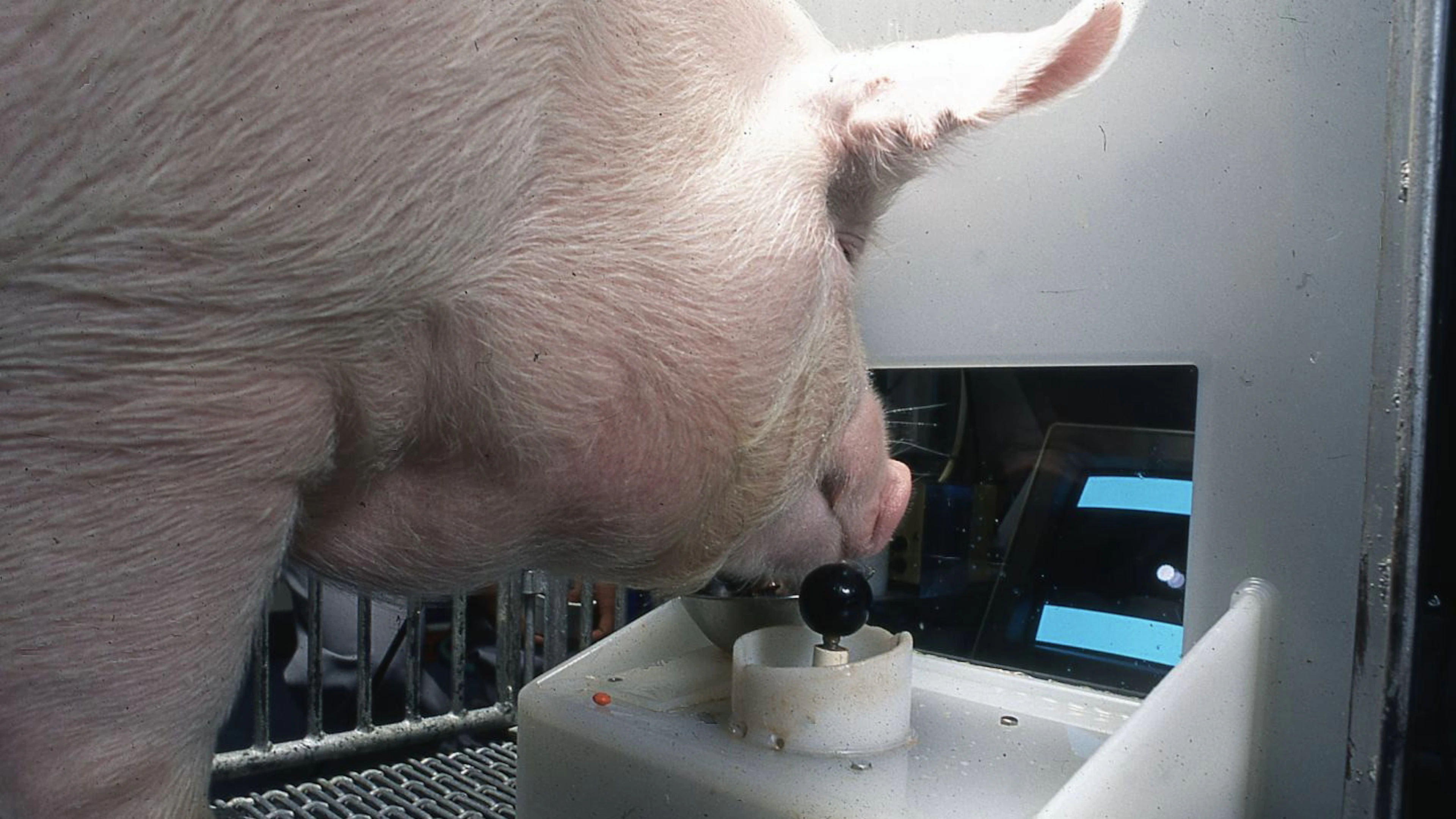 Varkens kunnen 'gamen' met hun snuit