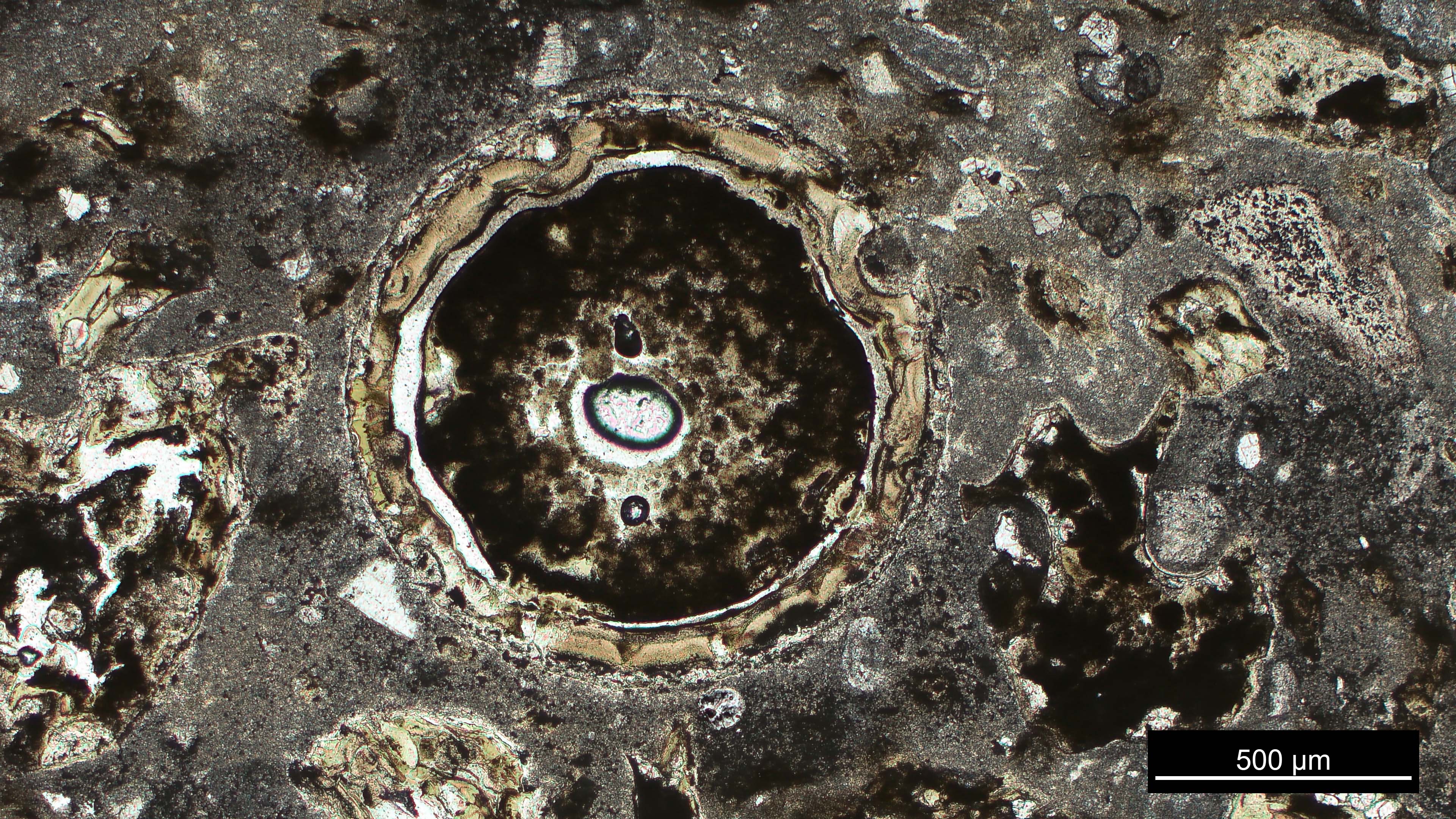 Microscoopfoto van een 1.2 millimeter grote impact spherule gevonden in de Chicxulub boorkern. Photo credit: Pim Kaskes