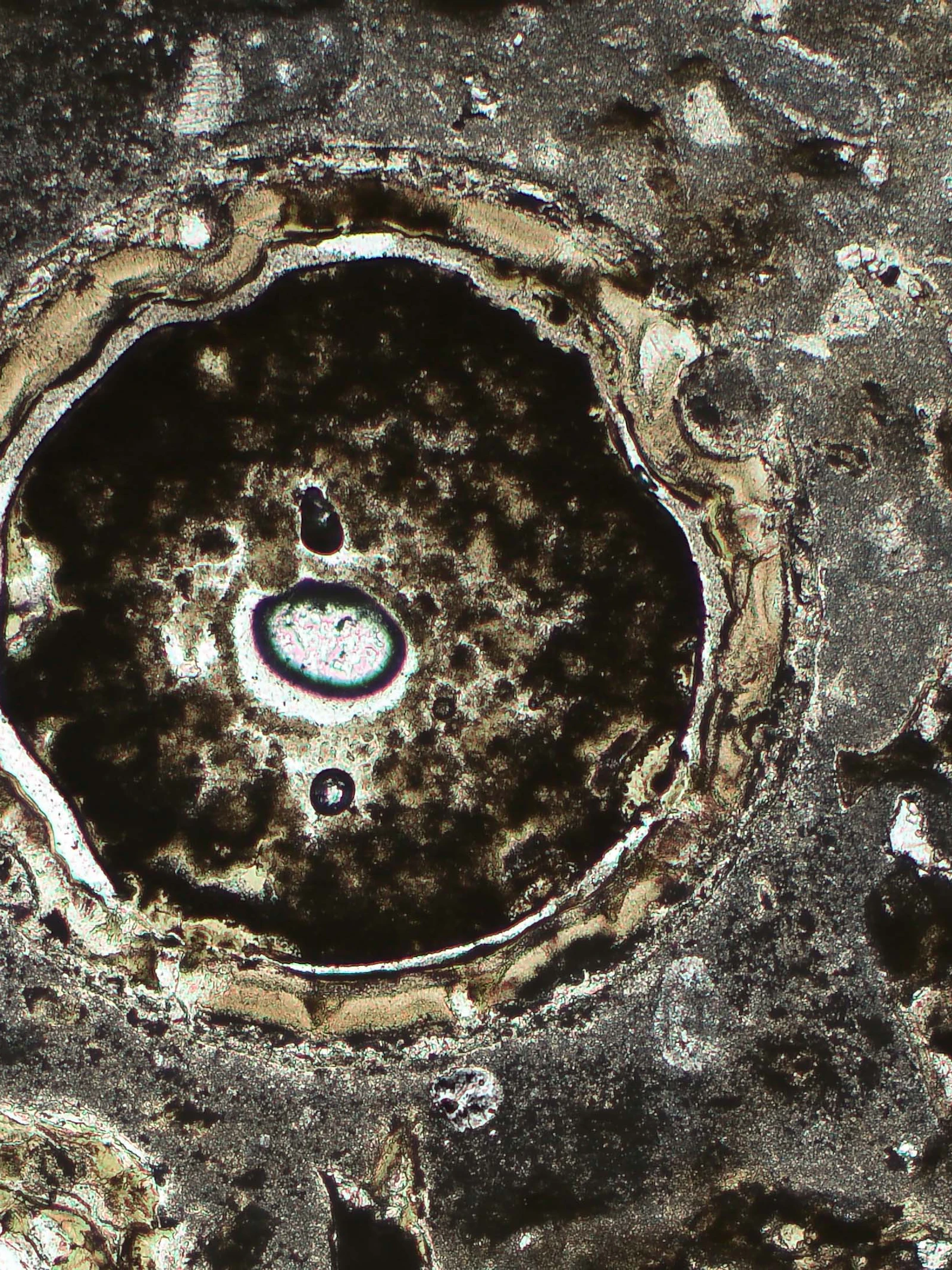 Microscoopfoto van een 1.2 millimeter grote impact spherule Microscoopfoto van een 1.2 millimeter grote impact spherule gevonden in de Chicxulub boorkern. Photo credit: Pim Kaskes