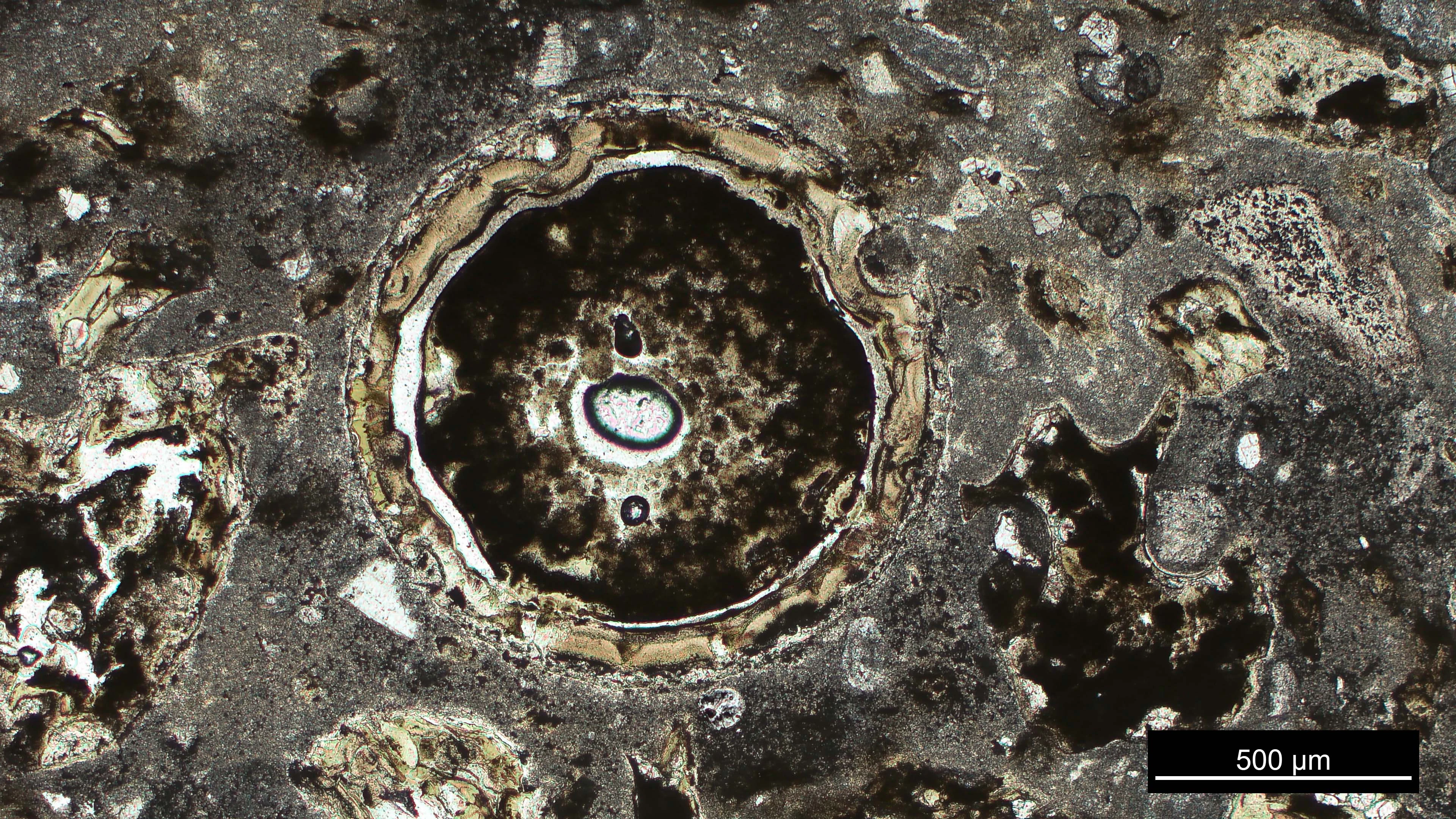 Microscoopfoto van een 1.2 millimeter grote impact spherule Microscoopfoto van een 1.2 millimeter grote impact spherule gevonden in de Chicxulub boorkern. Photo credit: Pim Kaskes
