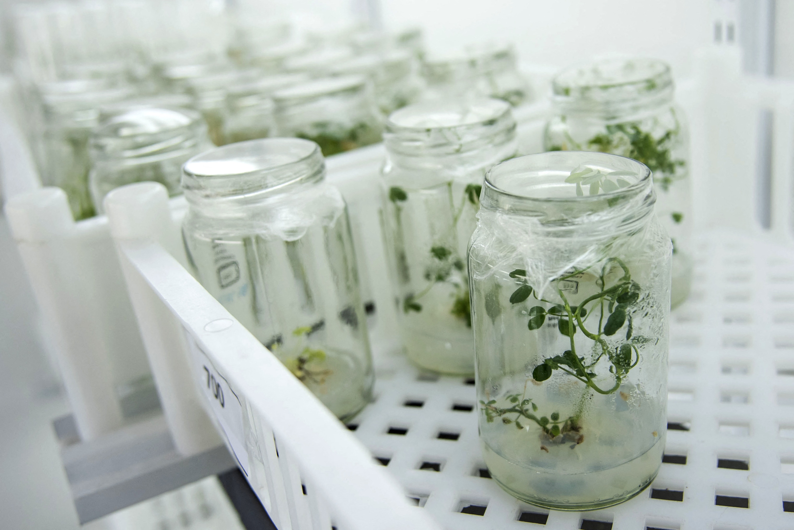 'Biotech is Godzilla'