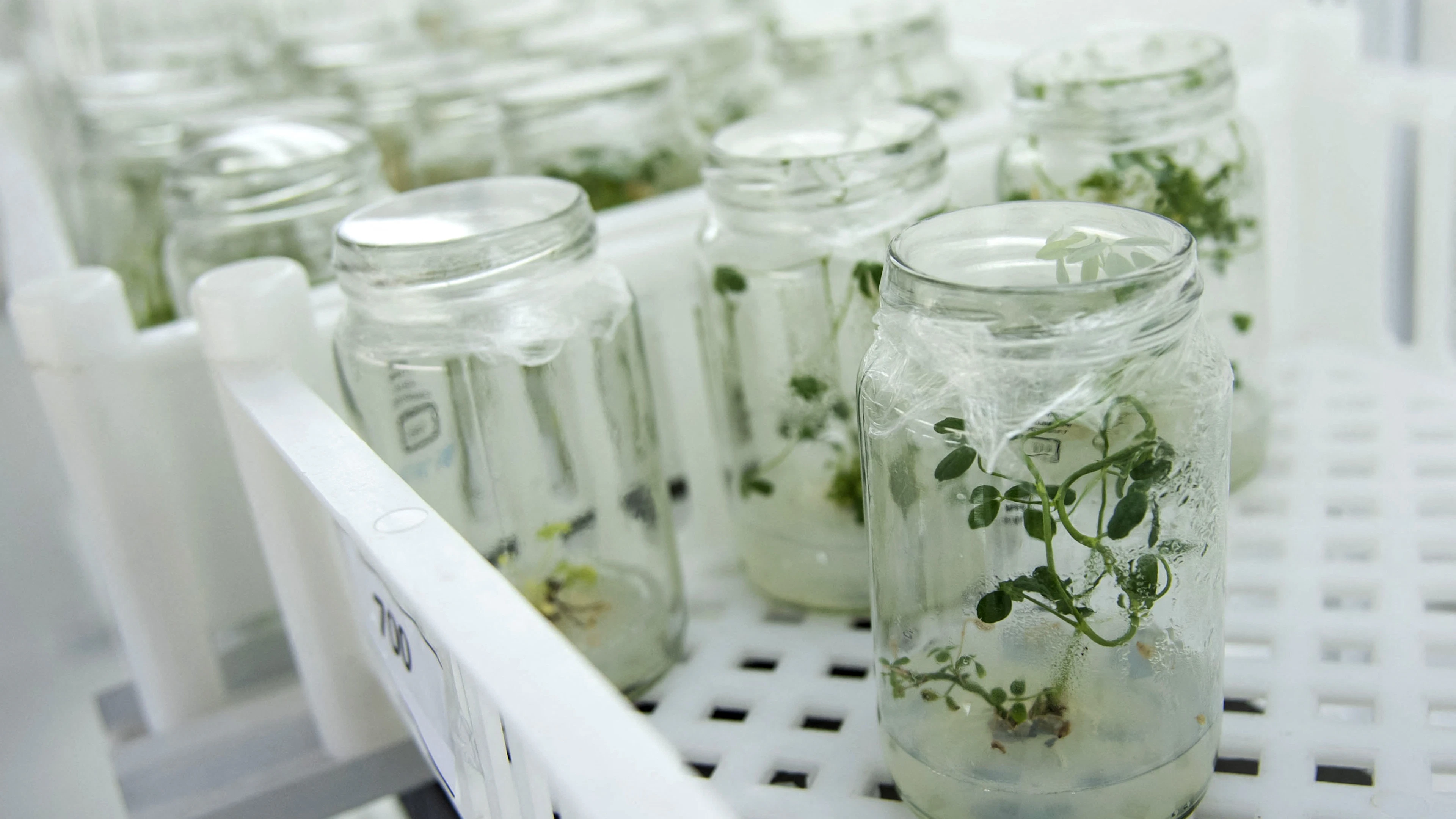 'Biotech is Godzilla'