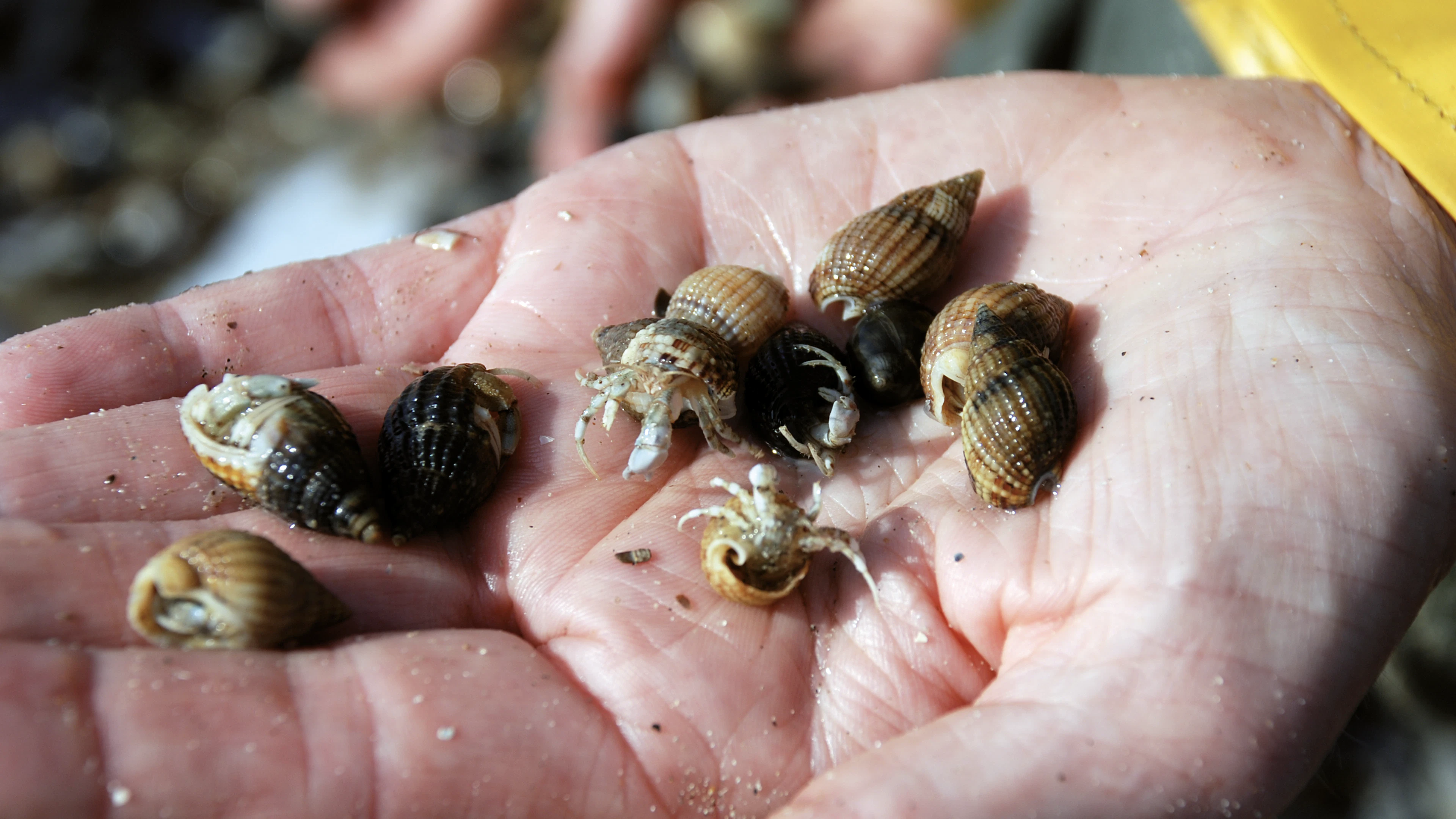 Stille getuigen op het strand