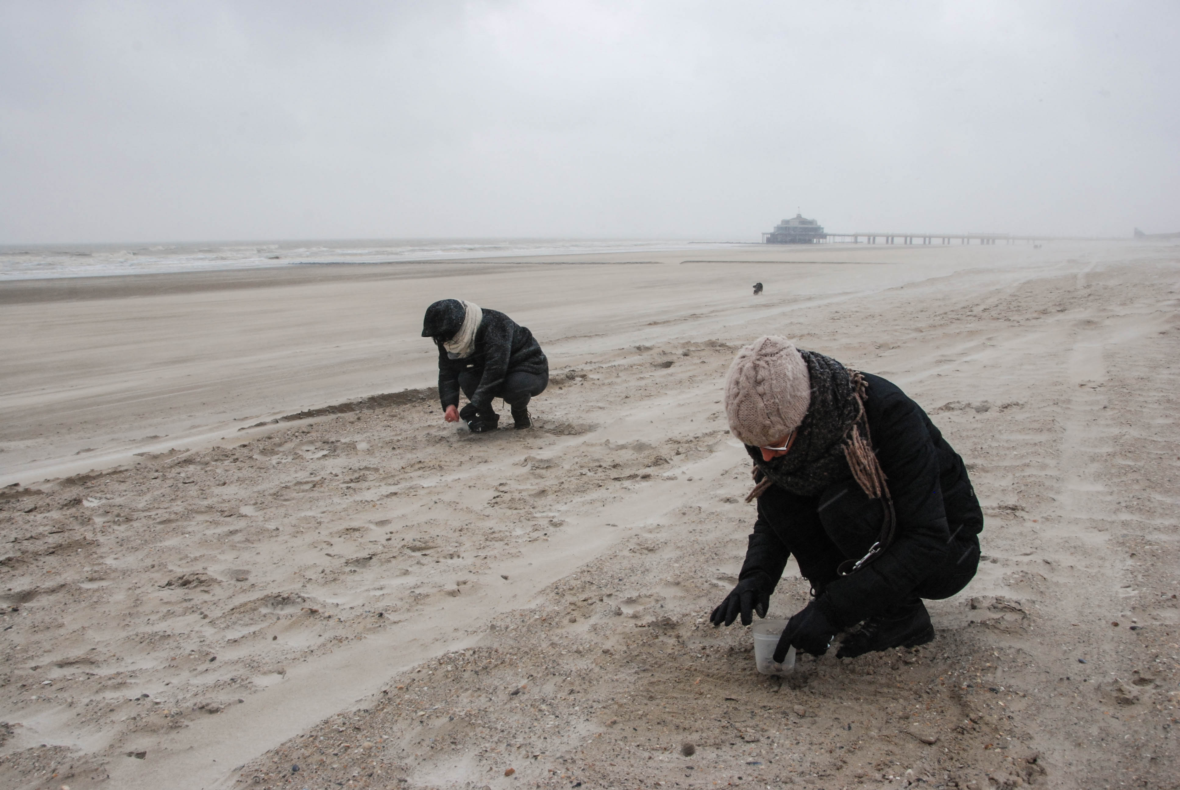 Doe mee met de Grote Schelpenteldag