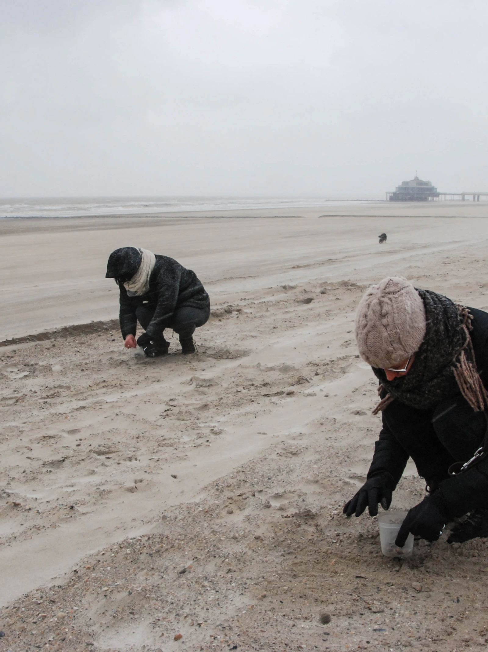 Doe mee met de Grote Schelpenteldag