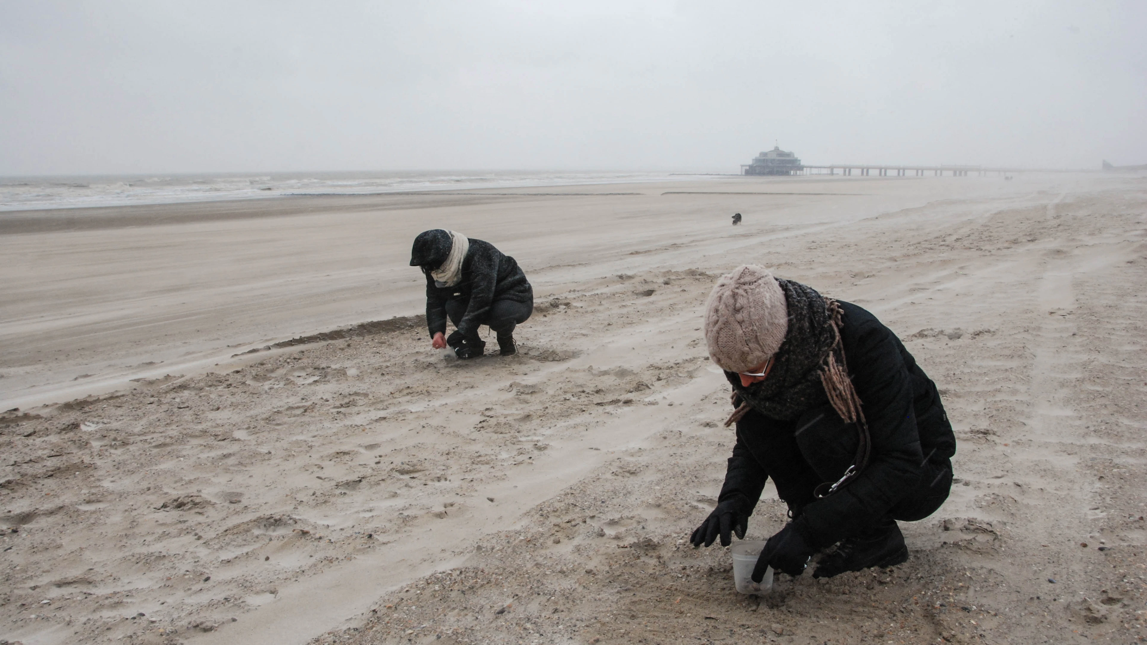 Doe mee met de Grote Schelpenteldag