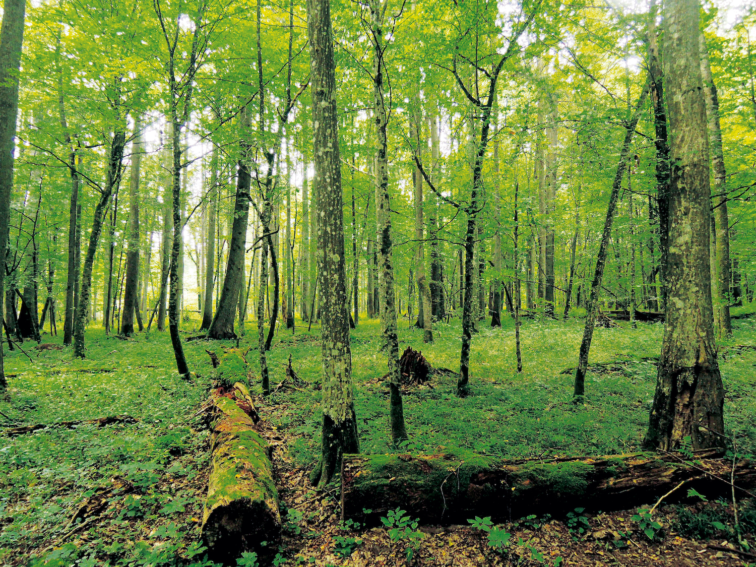 Kaalslag in Polen