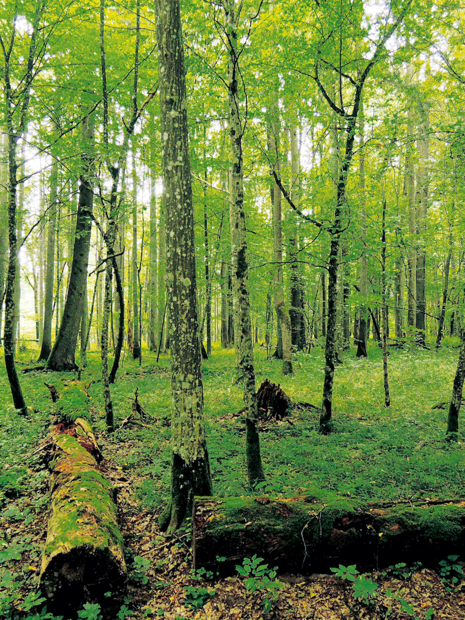 Kaalslag in Polen