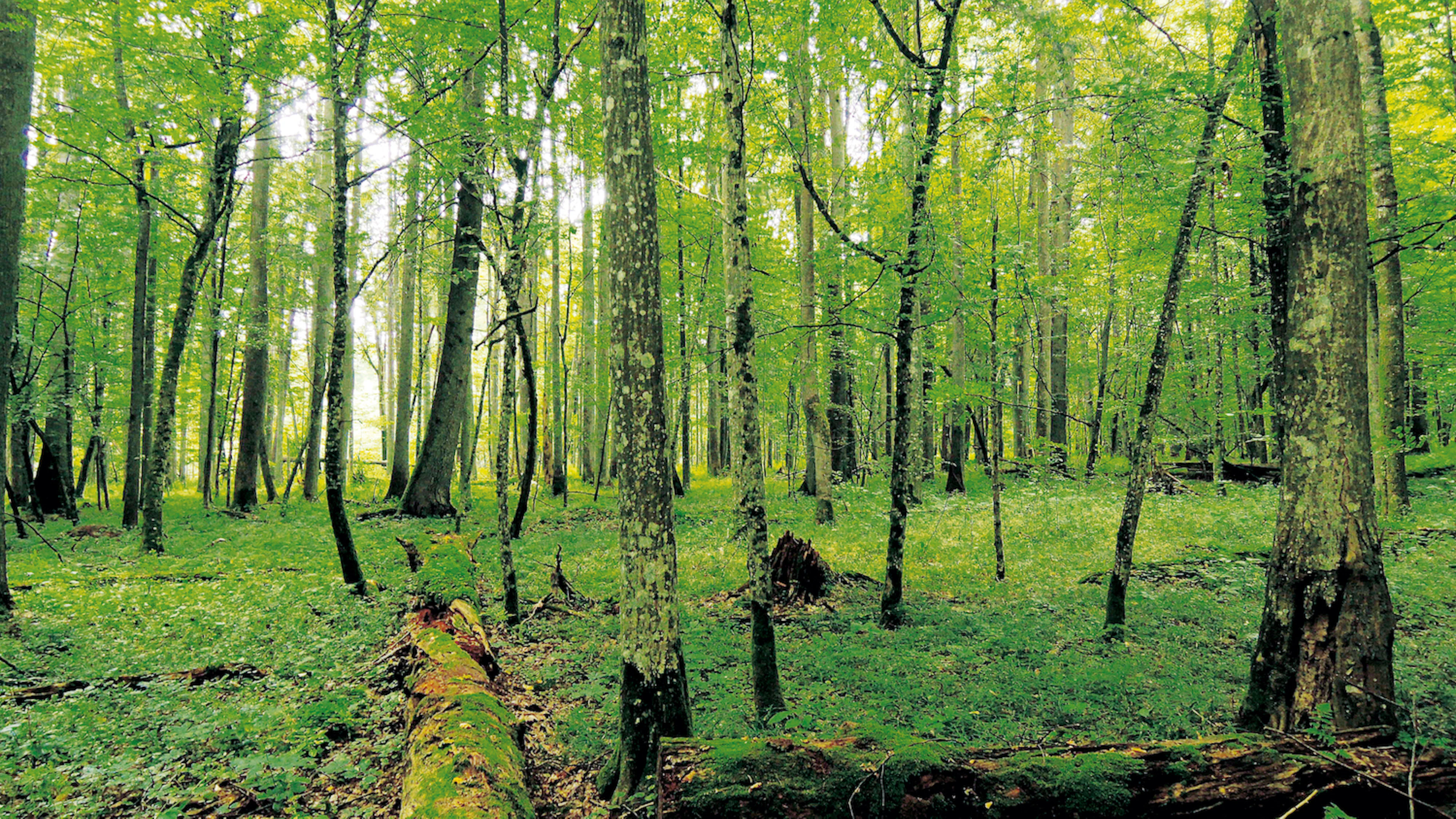 Kaalslag in Polen