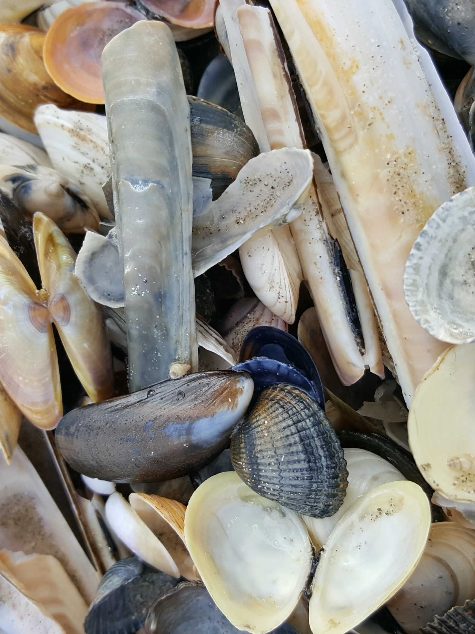 Nonnetje wint pleit op vierde Grote Schelpenteldag