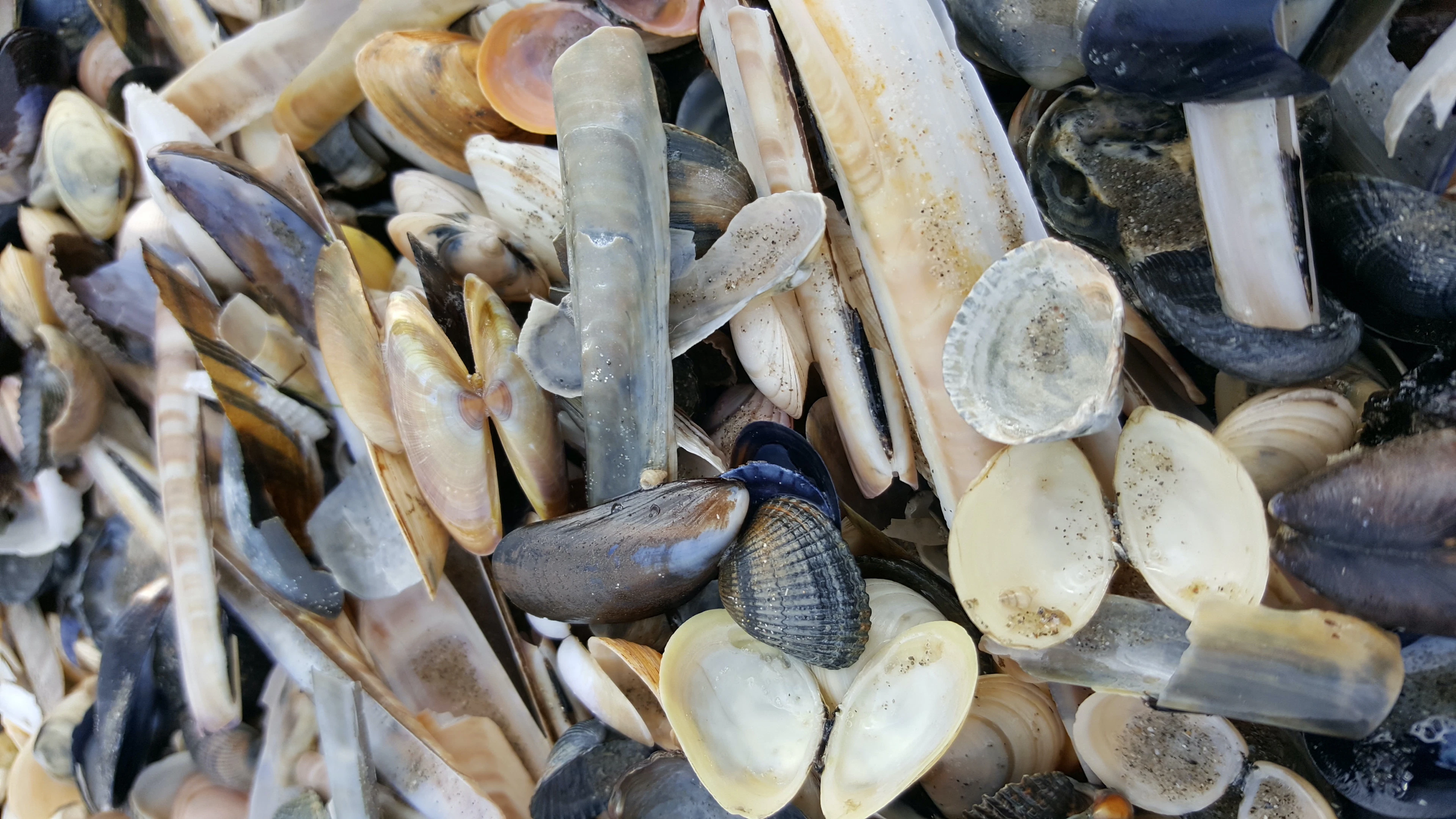 Nonnetje wint pleit op vierde Grote Schelpenteldag