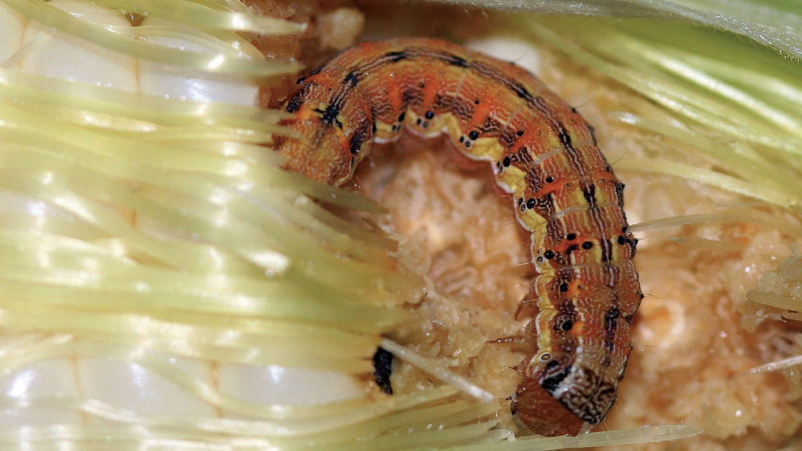 Rups snoert plant de mond