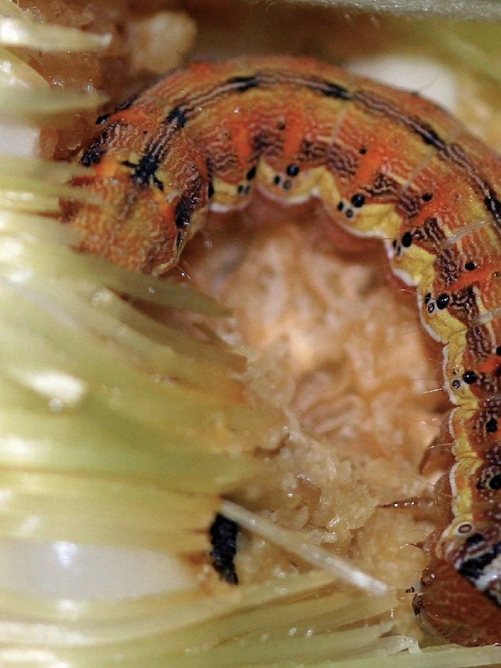 Rups snoert plant de mond