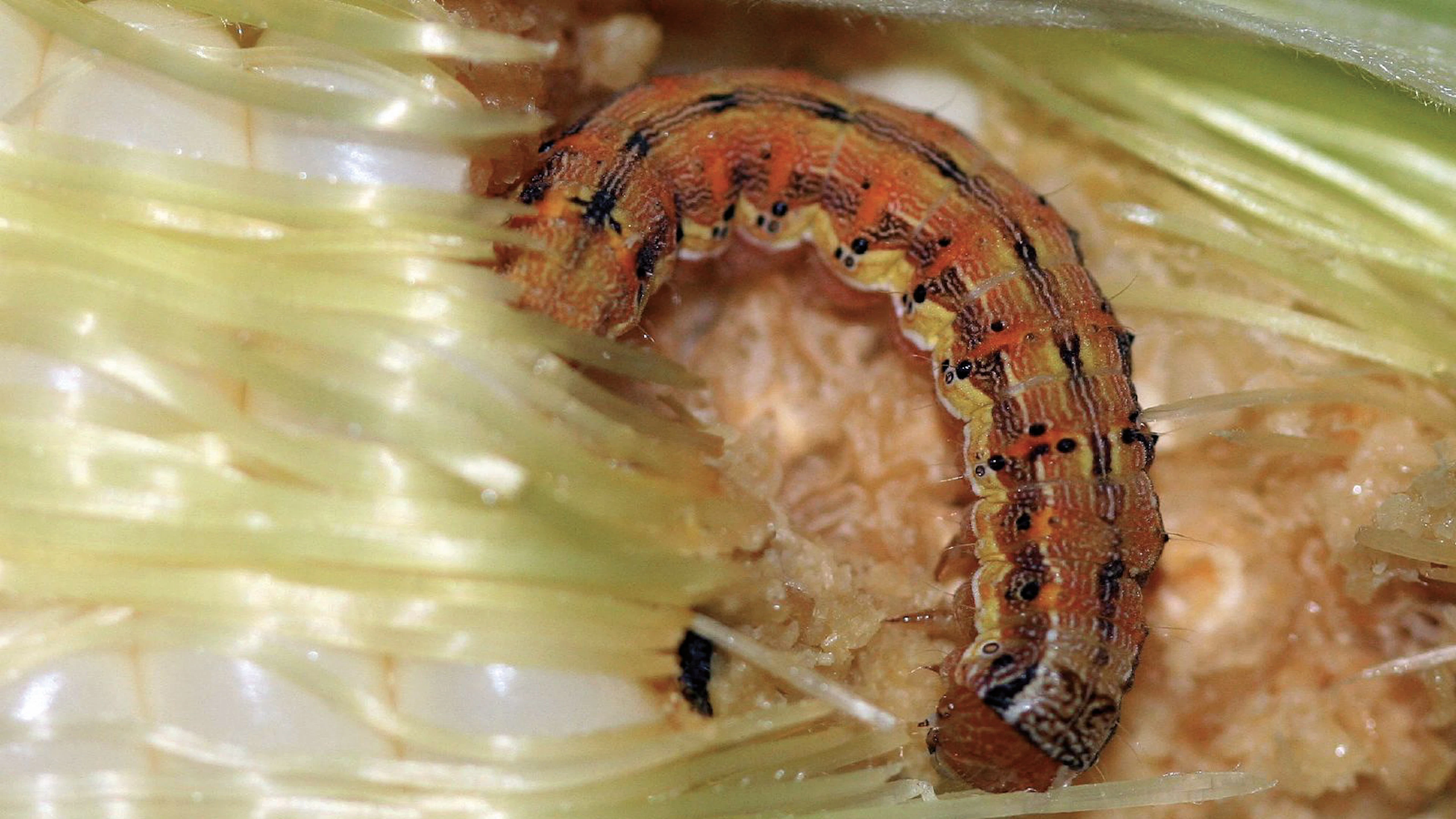 Rups snoert plant de mond