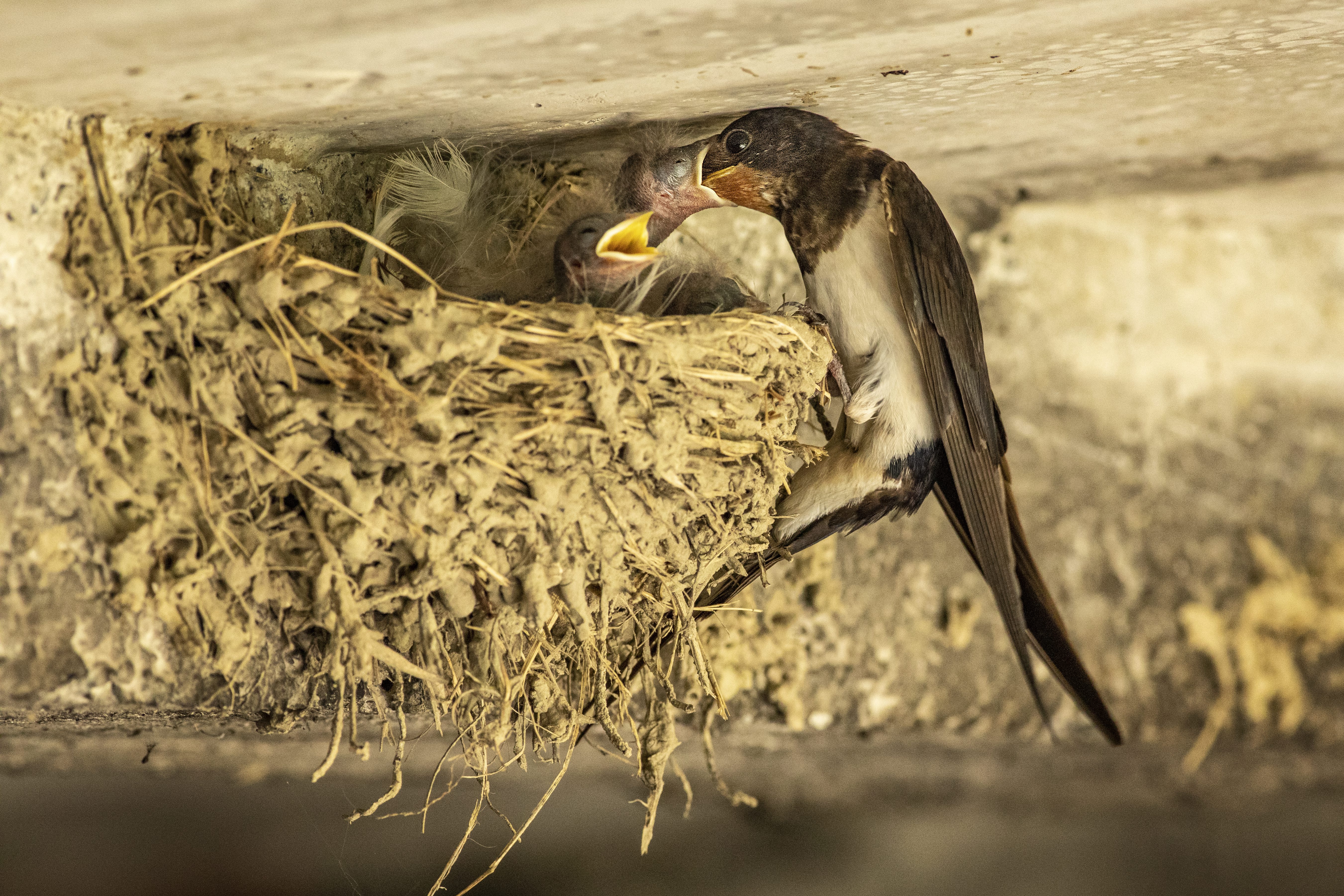 Ontdek de wildernis in je huis