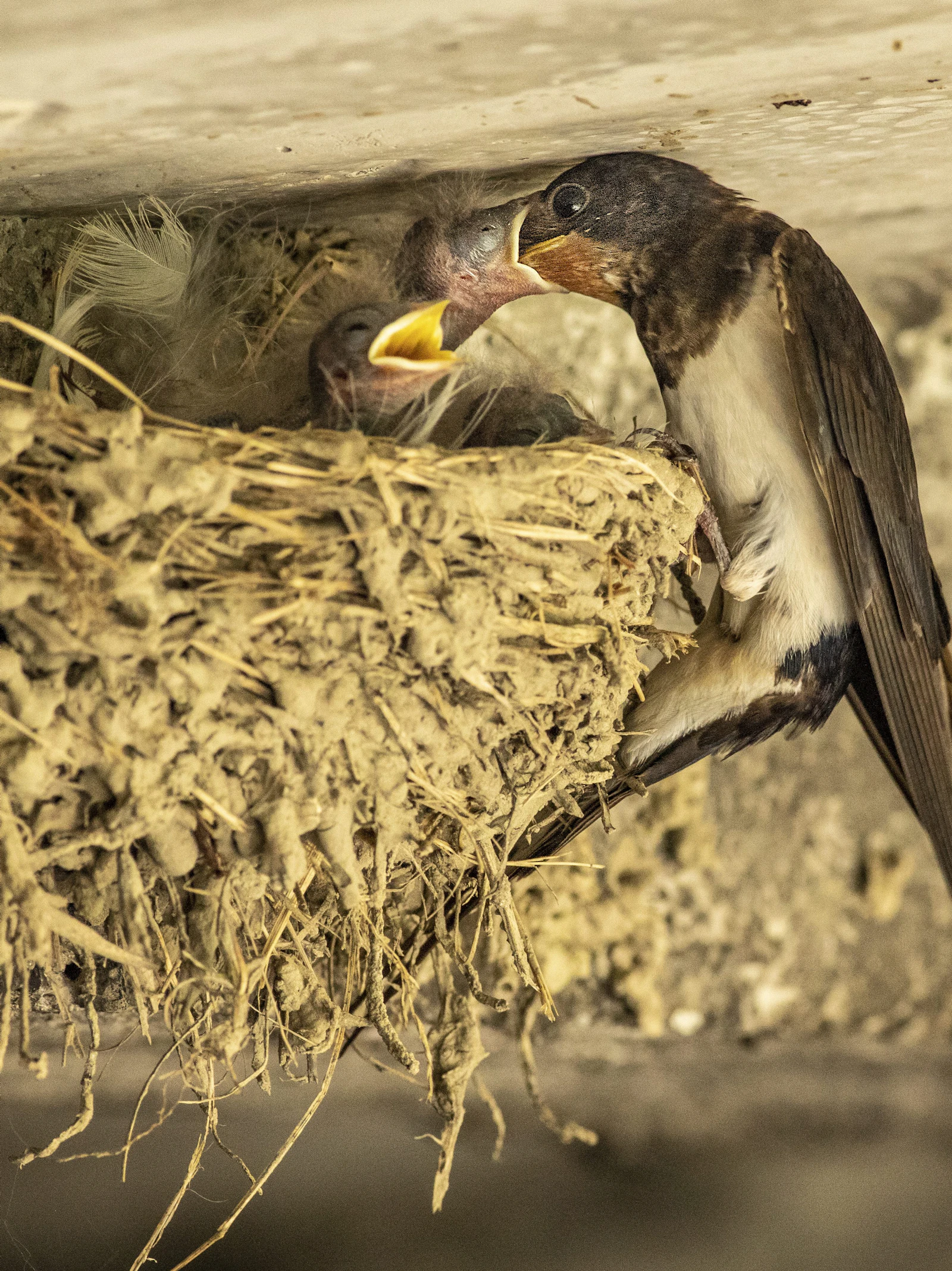 Ontdek de wildernis in je huis