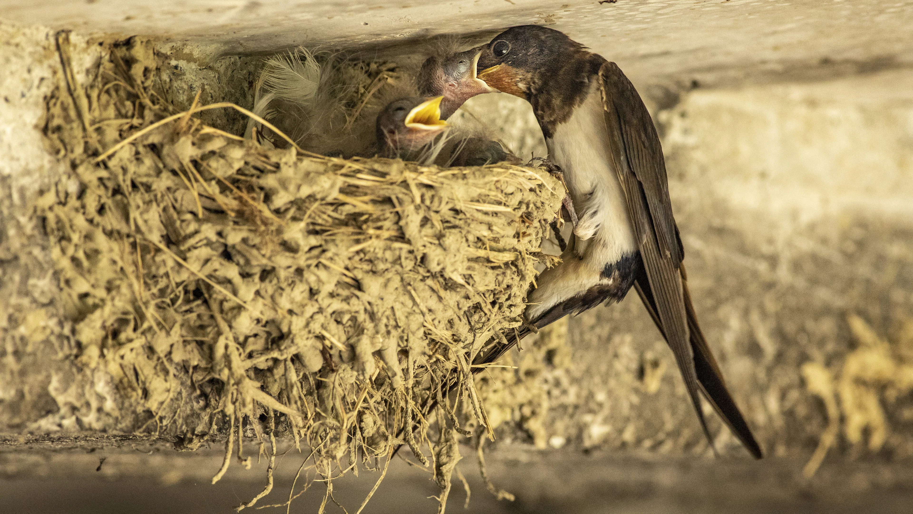 Ontdek de wildernis in je huis