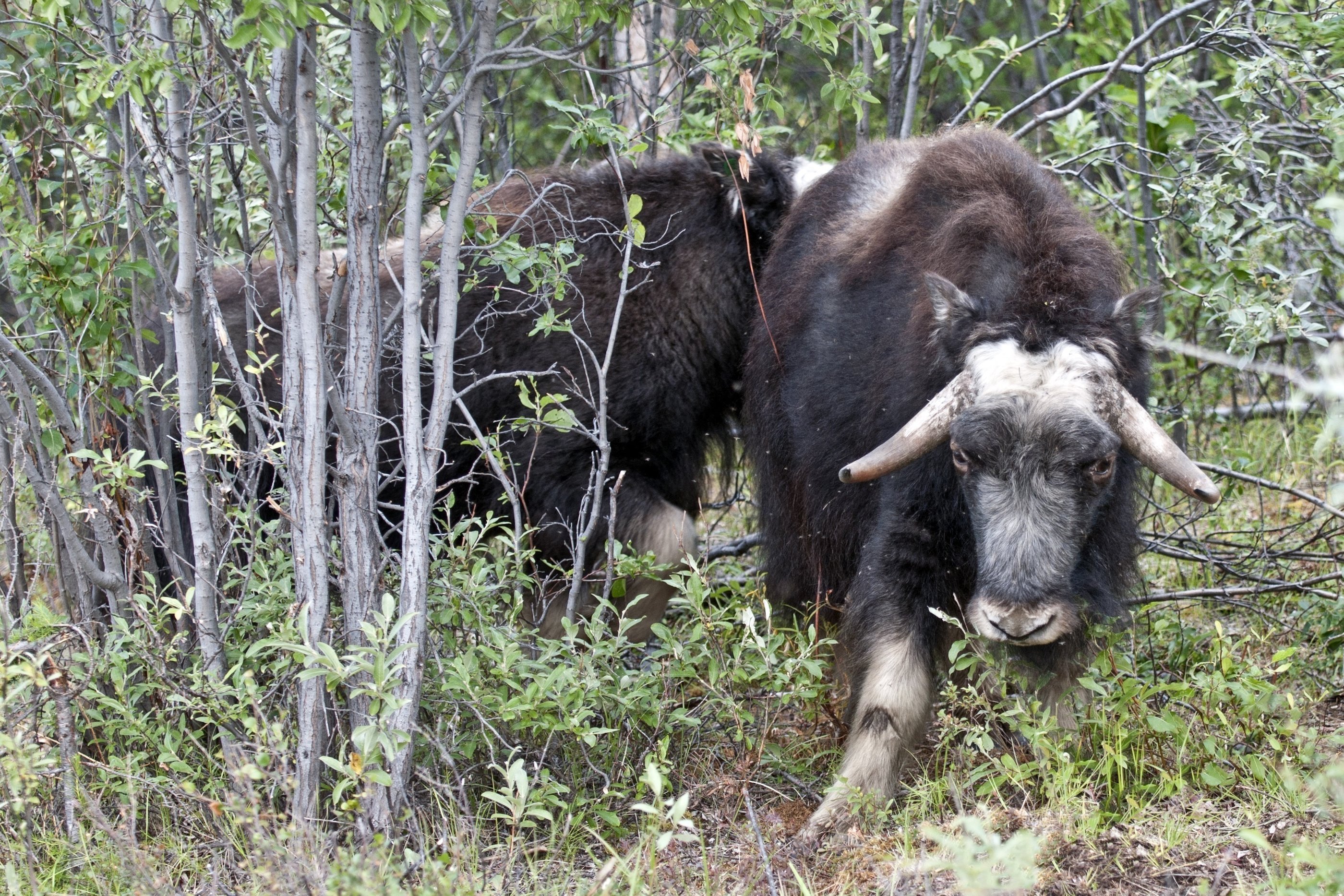 Hielpen grote grazers de eerste landbouwers een handje?