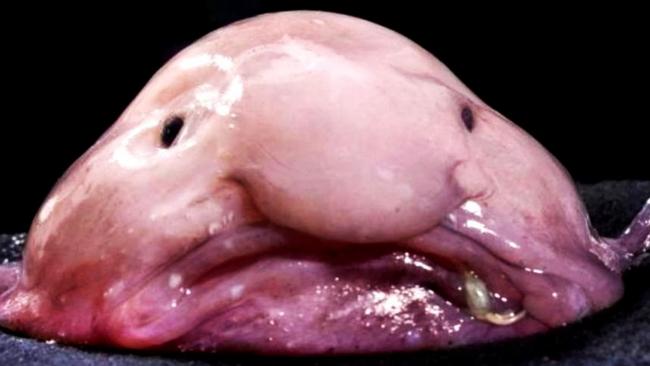 Ter verdediging van de blobvis
