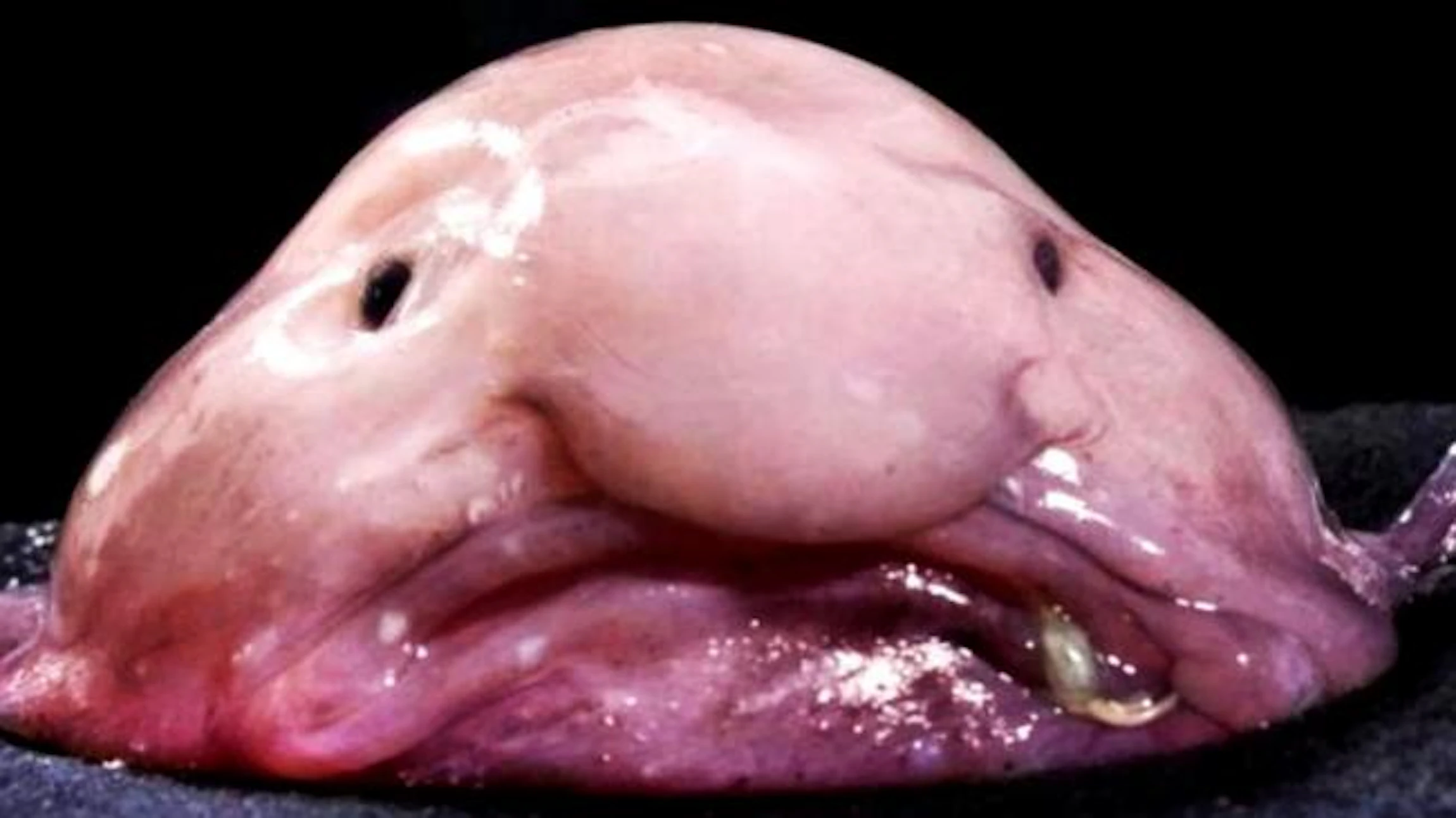 Ter verdediging van de blobvis