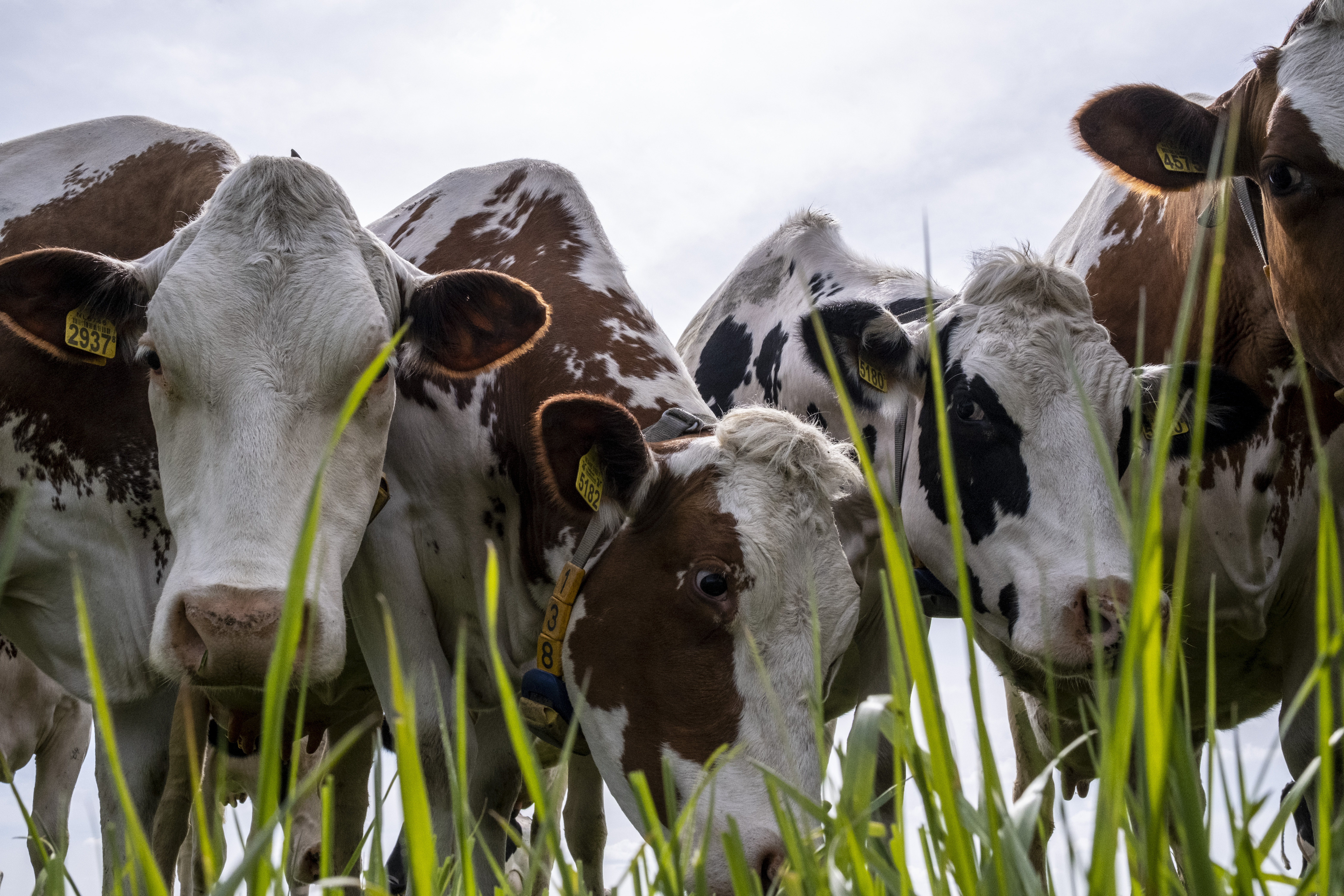 De broze beloftes van herstellende boeren