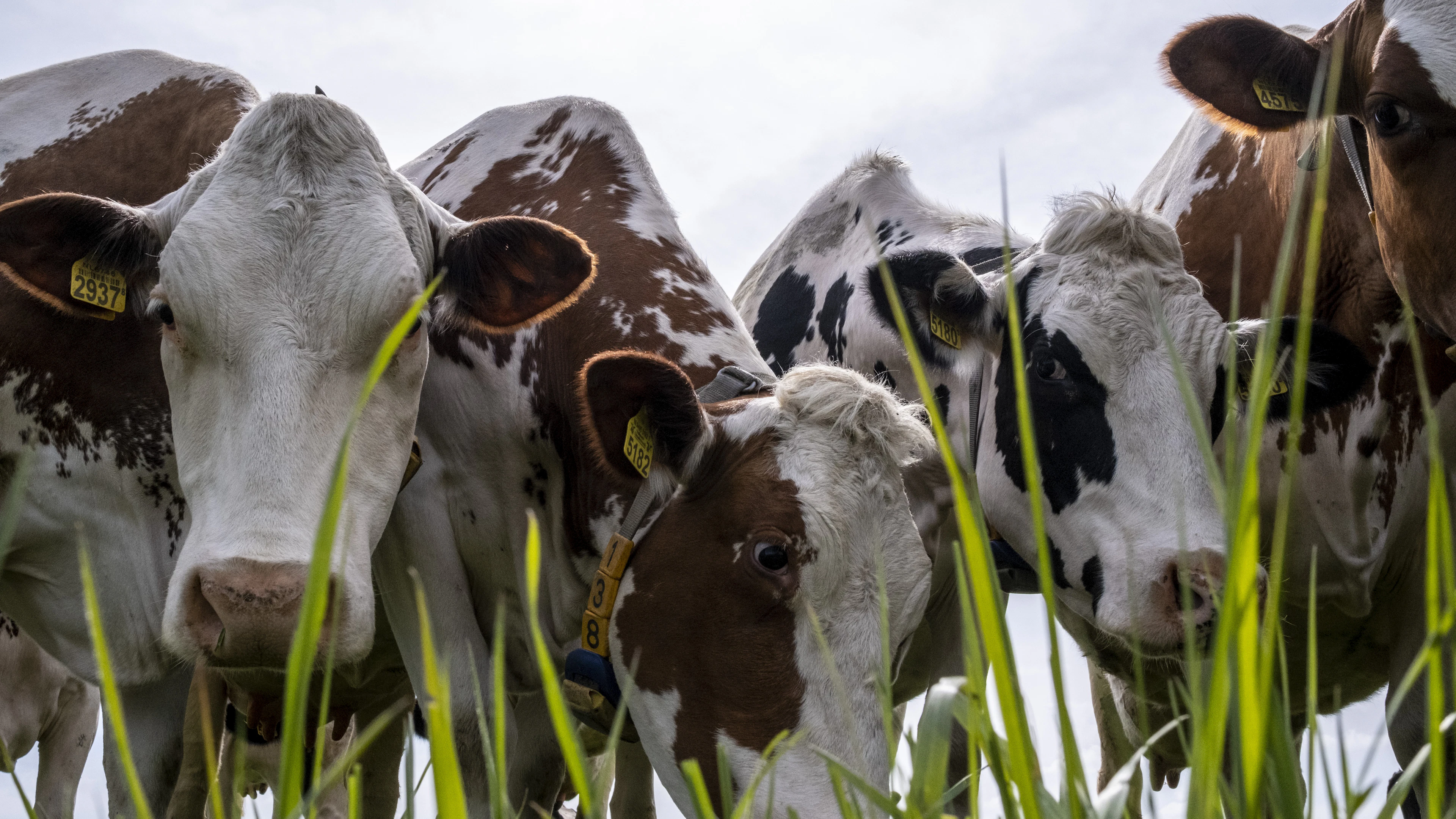 De broze beloftes van herstellende boeren