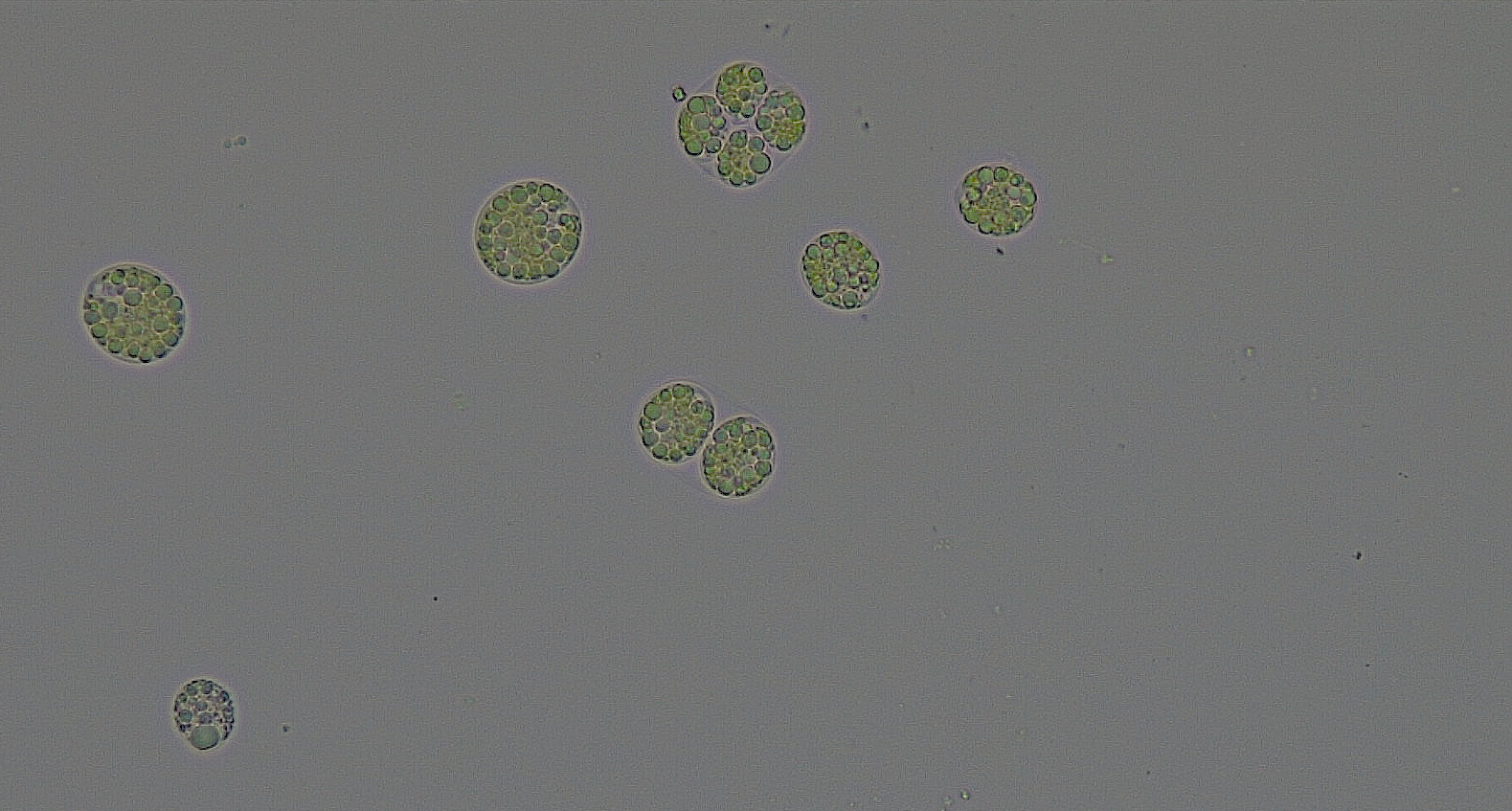 Detailbeeld van Chloromonas typhlos, een sneeuwalg.