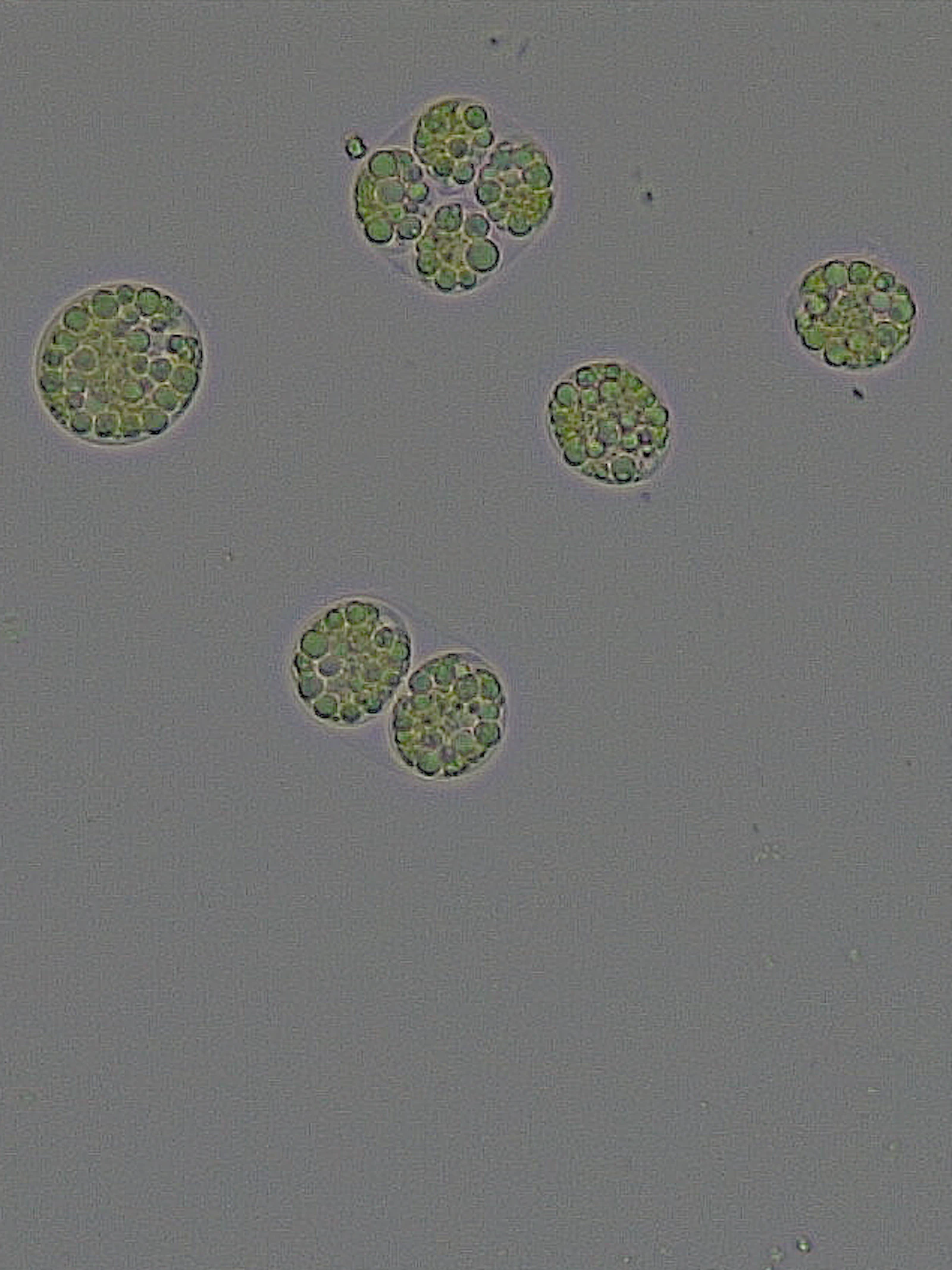Chloromonas typhlos Detailbeeld van Chloromonas typhlos, een sneeuwalg.