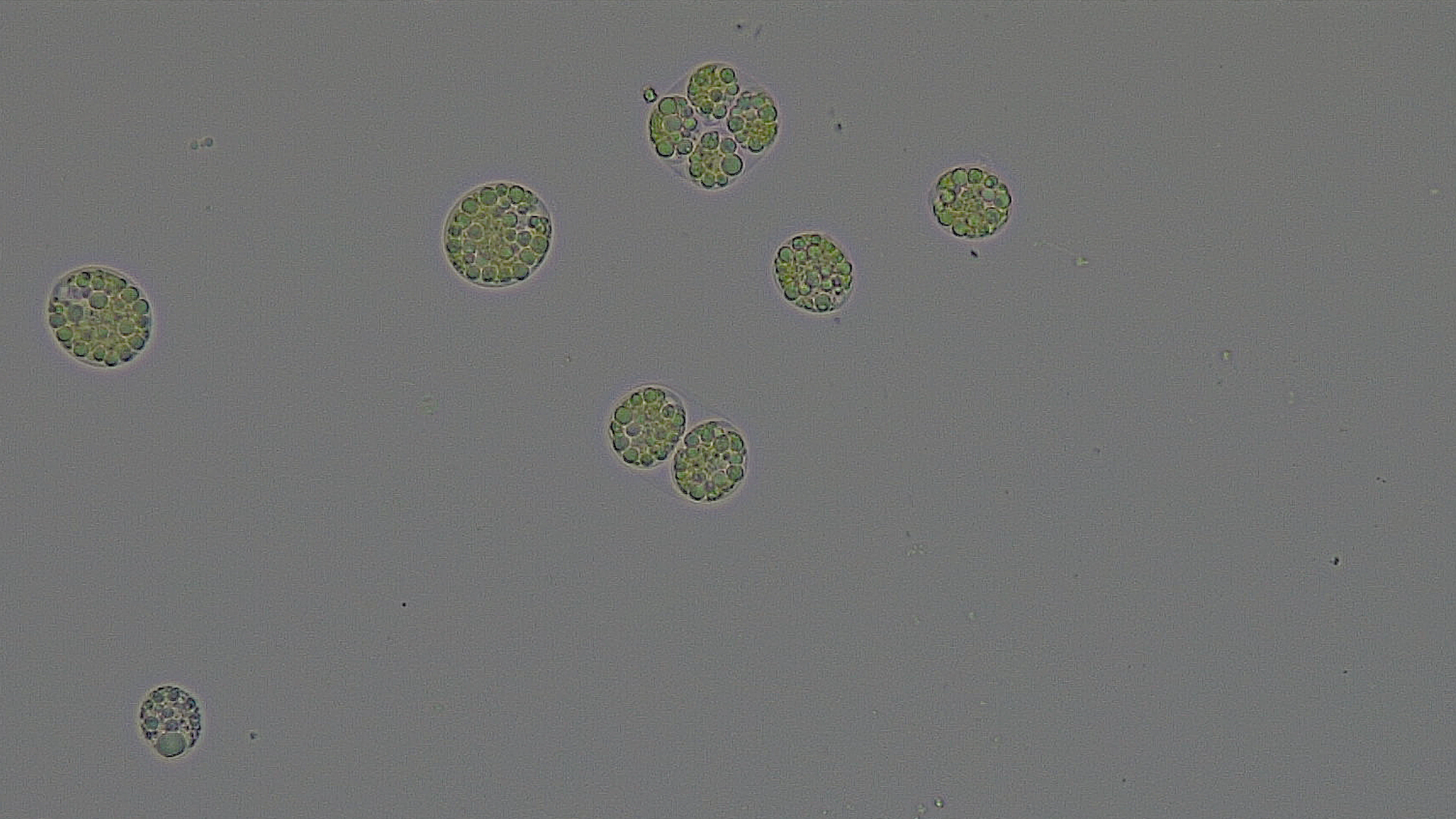 Chloromonas typhlos Detailbeeld van Chloromonas typhlos, een sneeuwalg.
