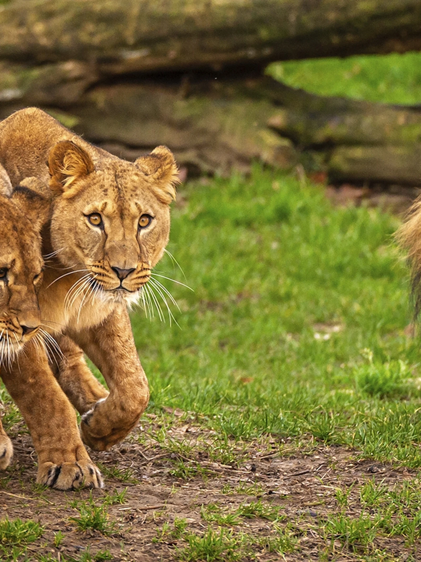 Covidonderzoek bij zoogdieren