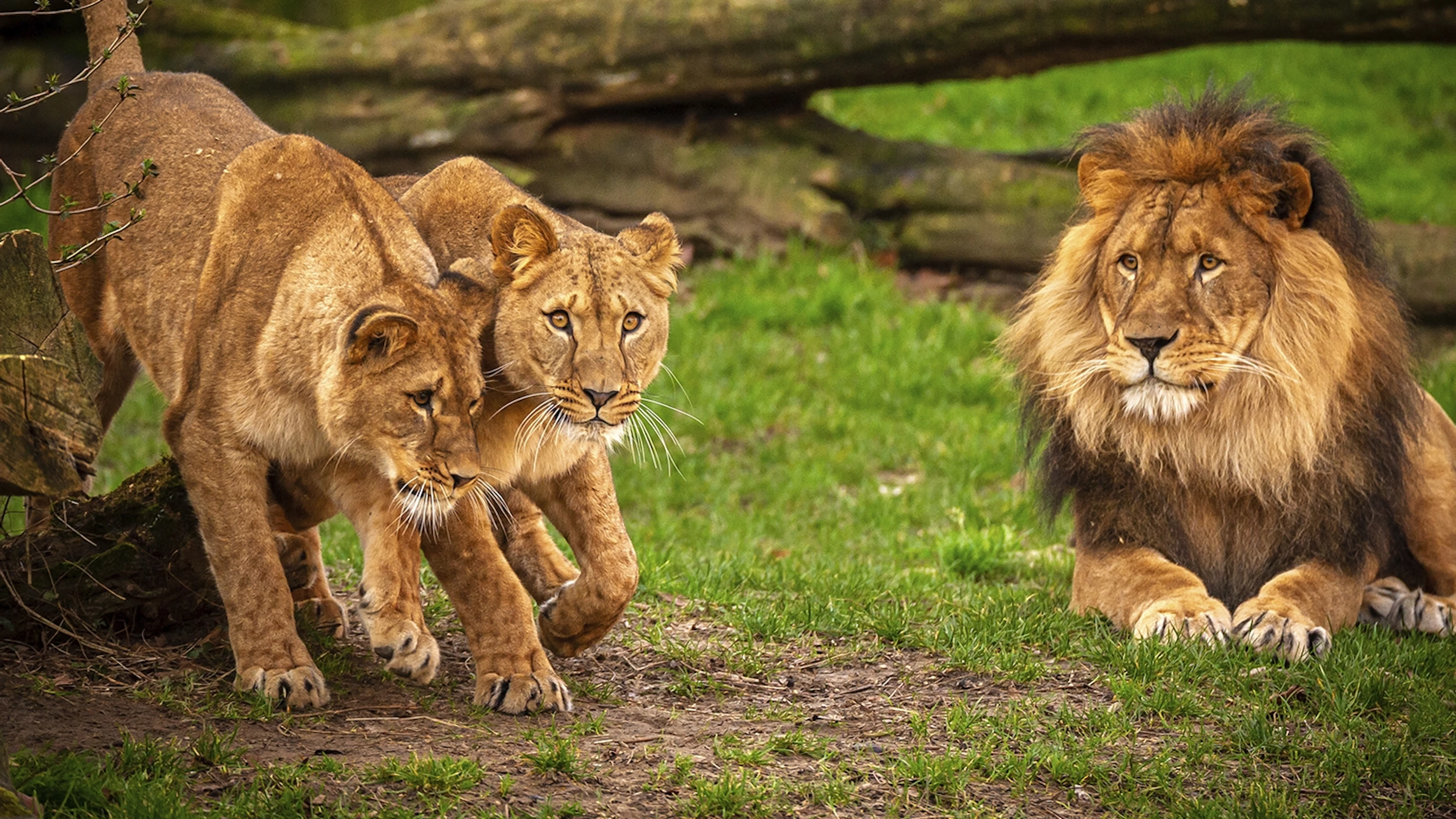Covidonderzoek bij zoogdieren