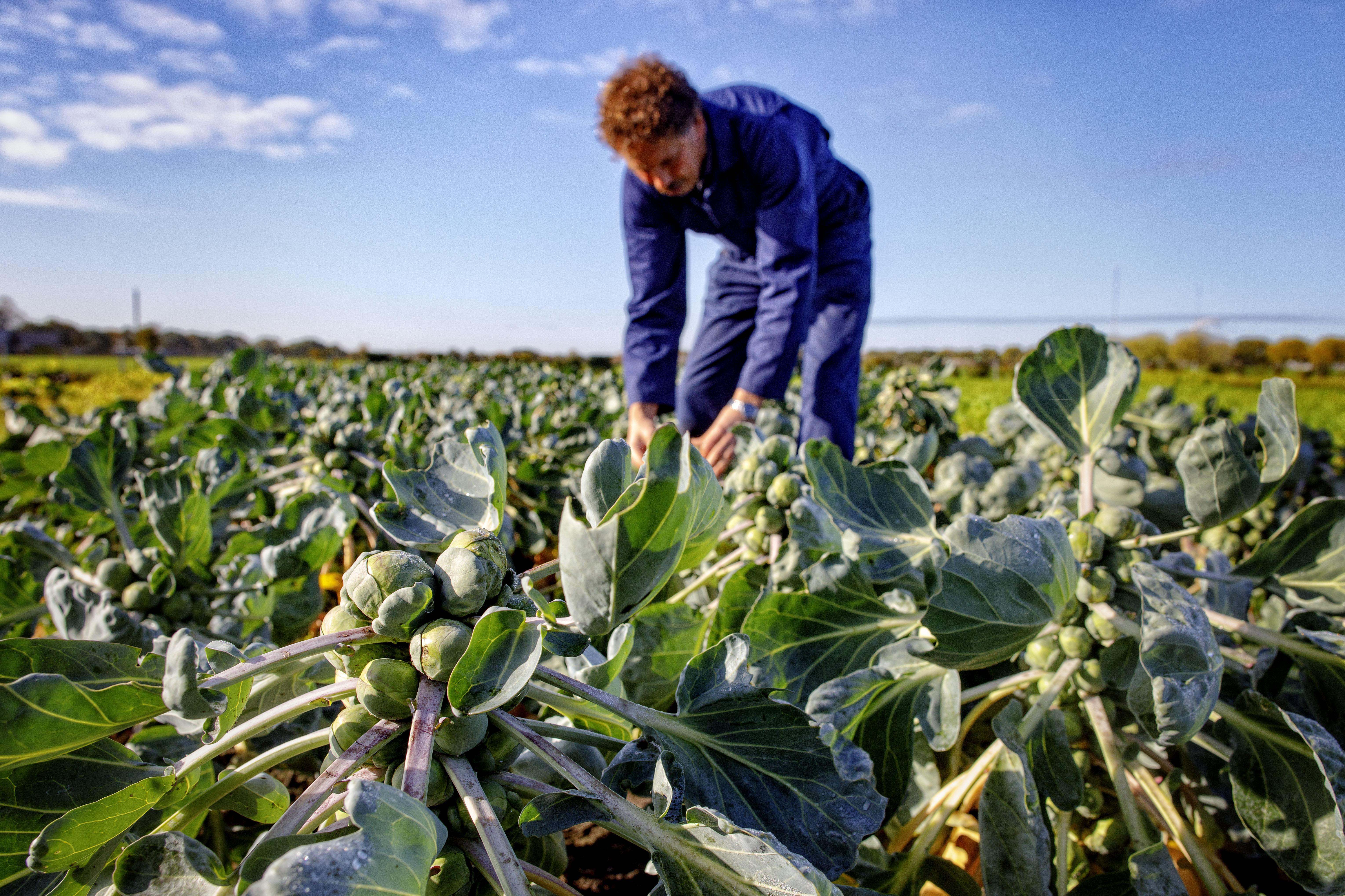 ‘Meer bio in Europa kan leiden tot meer milieu-impact elders’