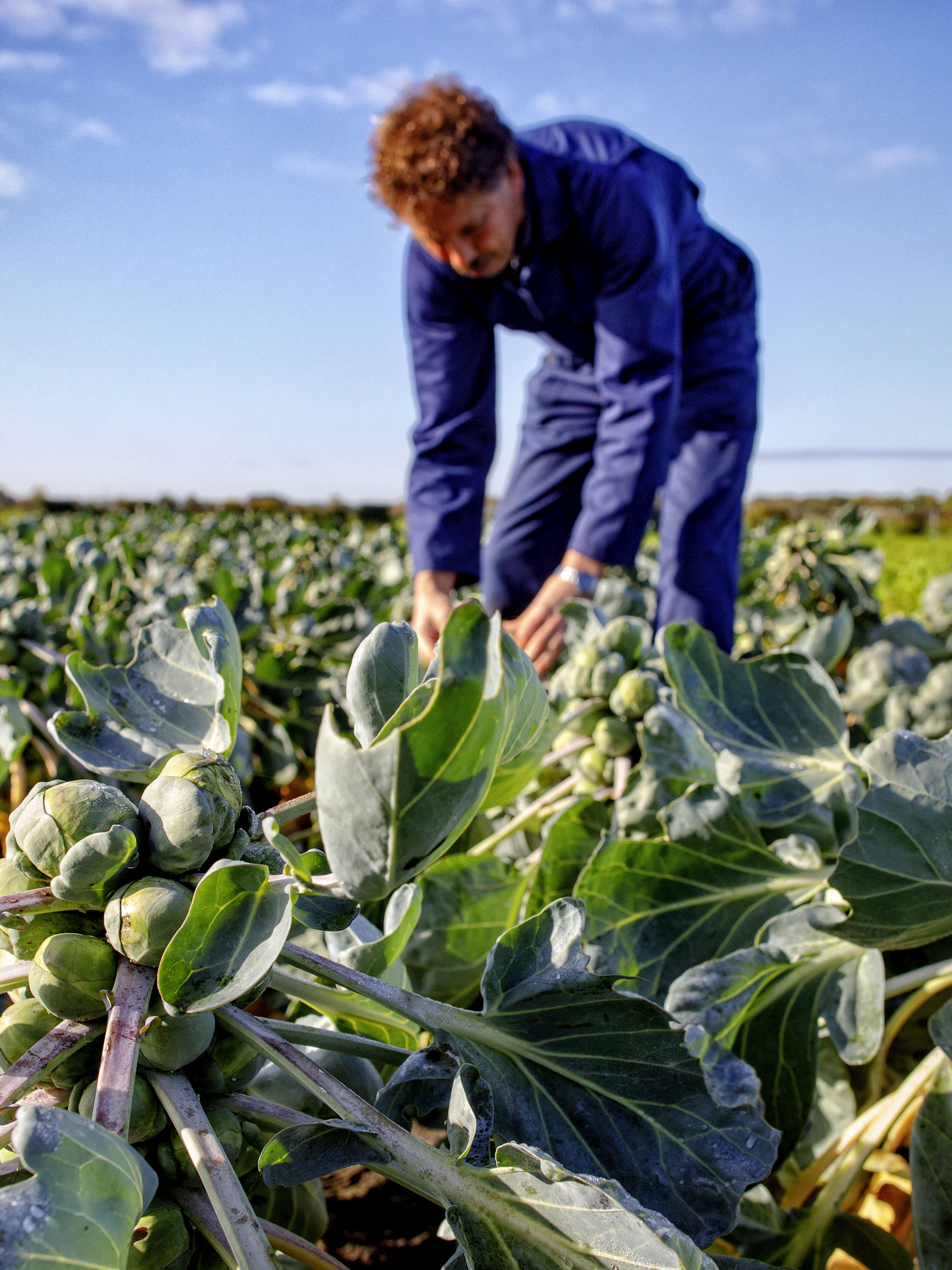 ‘Meer bio in Europa kan leiden tot meer milieu-impact elders’