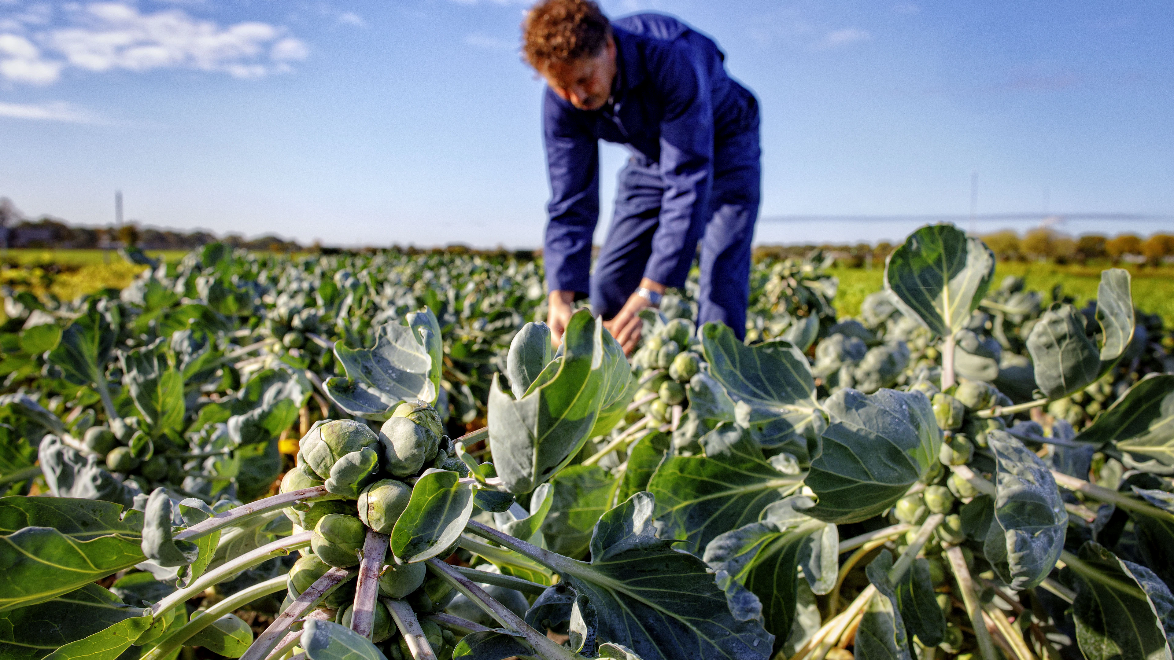 ‘Meer bio in Europa kan leiden tot meer milieu-impact elders’