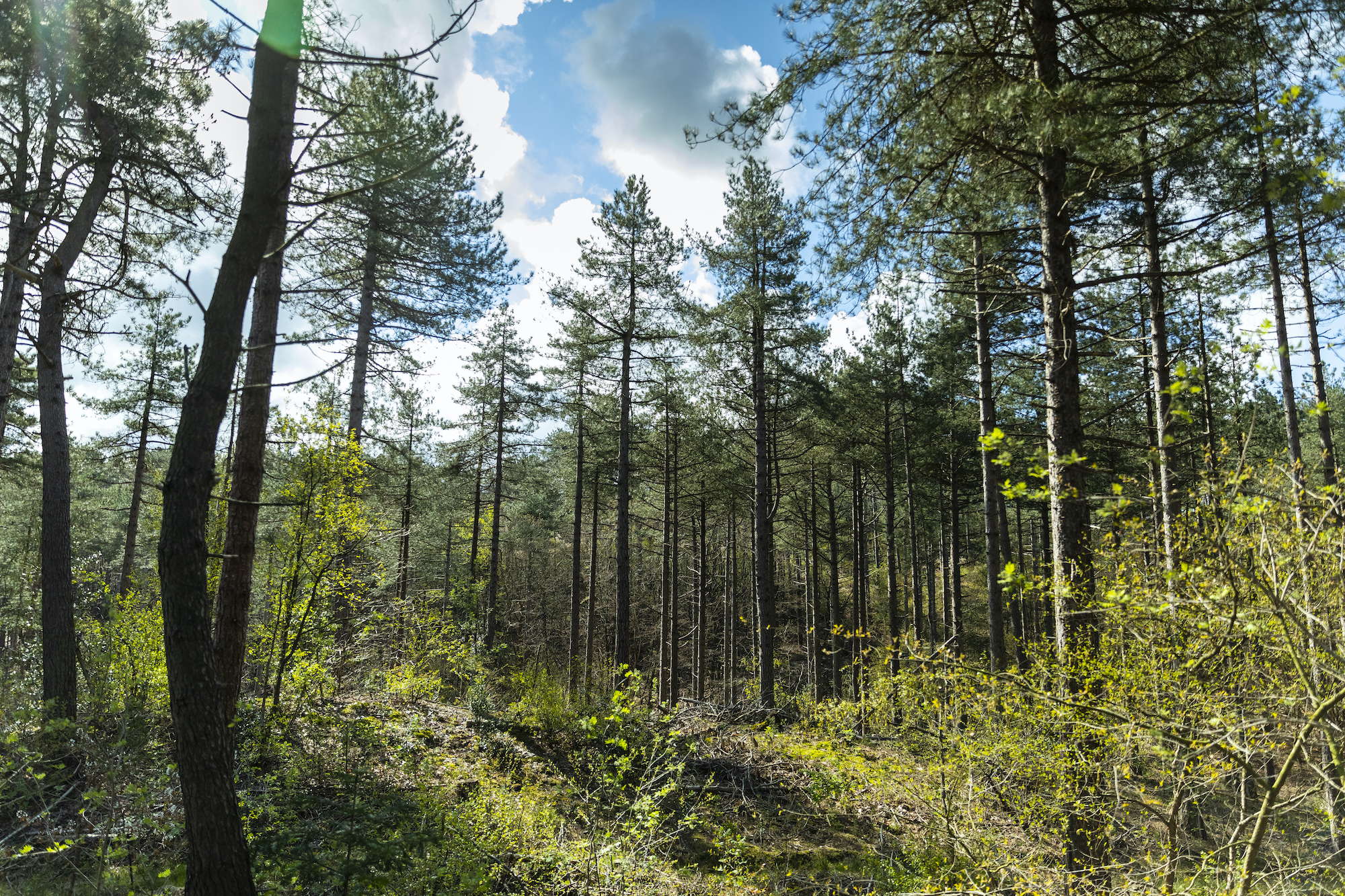 Natuur kan stukje van opwarming schaven