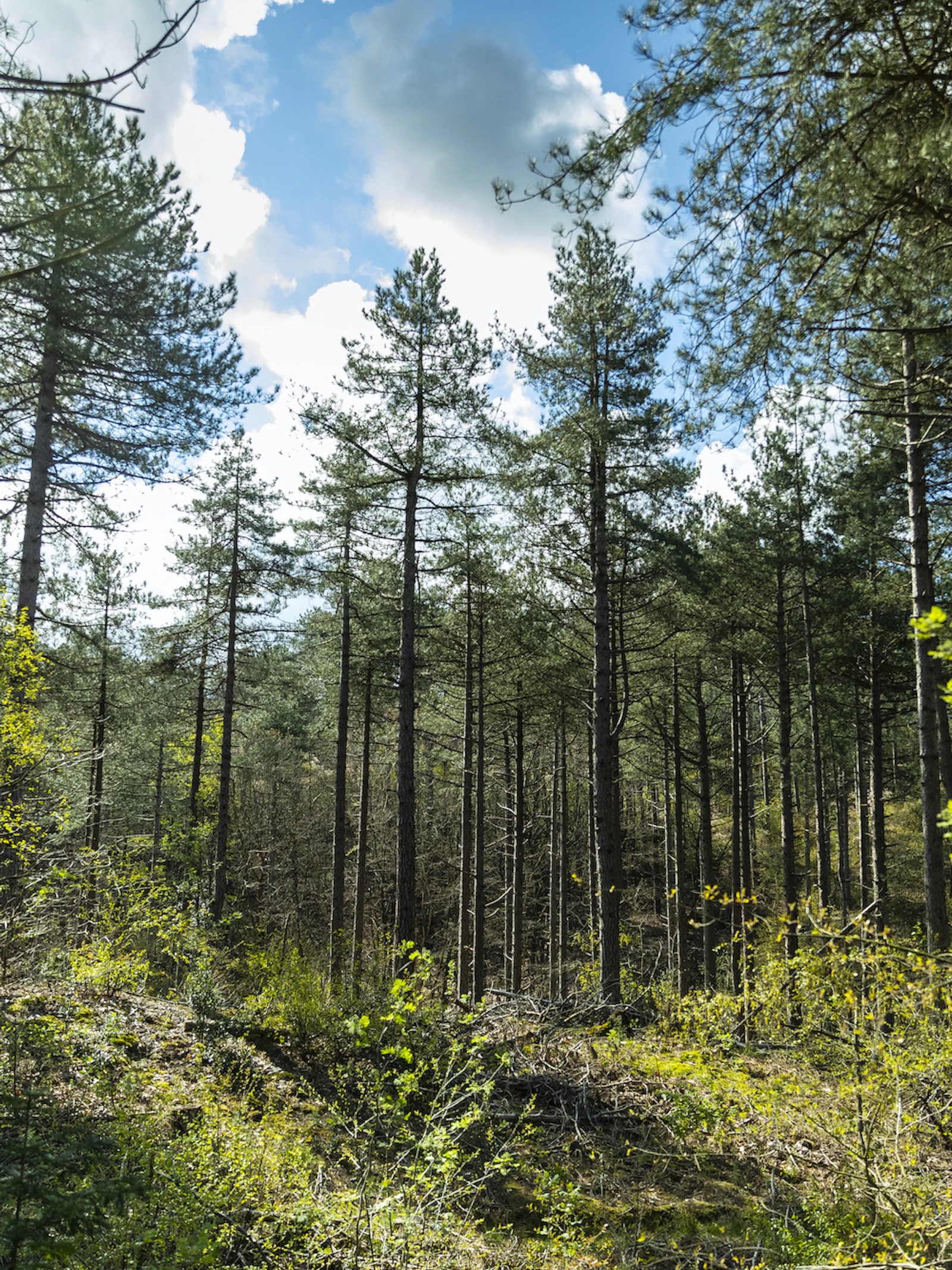 Natuur kan stukje van opwarming schaven