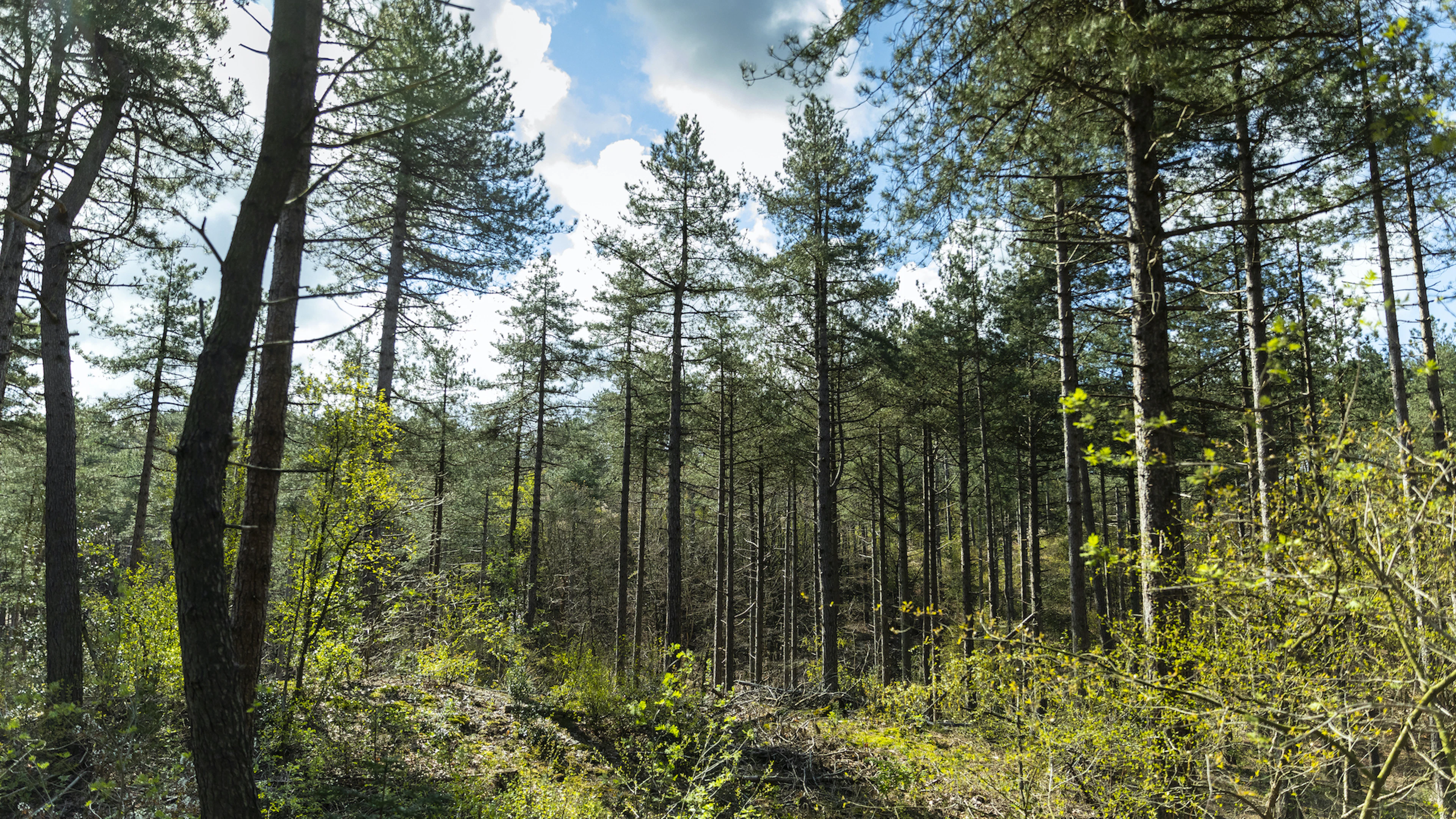 Natuur kan stukje van opwarming schaven