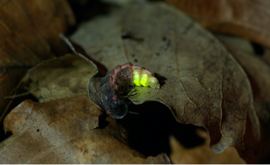 Lichtvervuiling doet de glimworm uitdoven