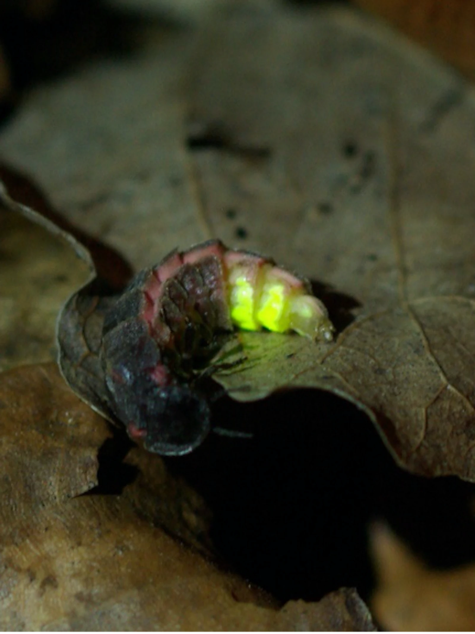 Lichtvervuiling doet de glimworm uitdoven