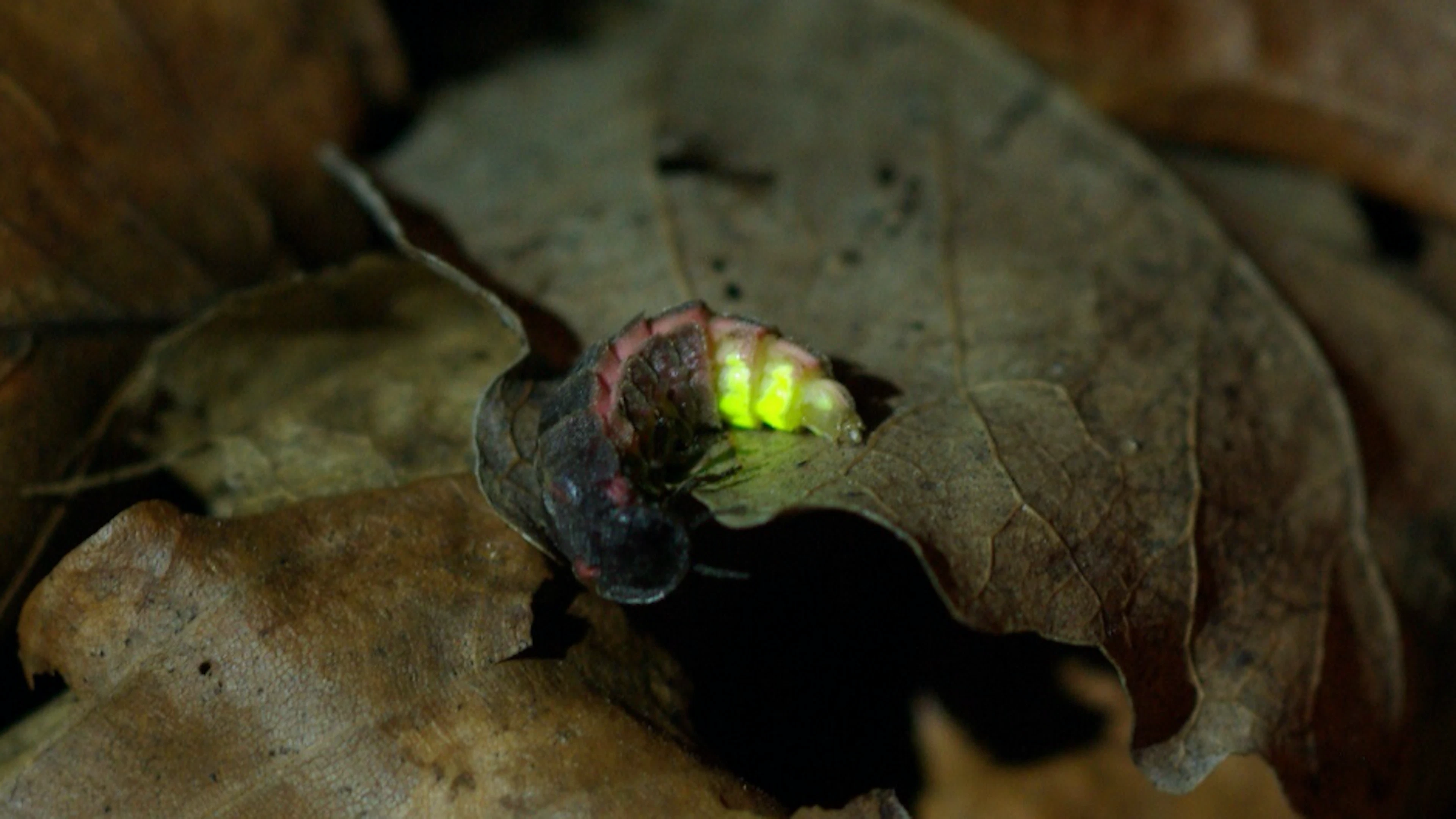 Lichtvervuiling doet de glimworm uitdoven