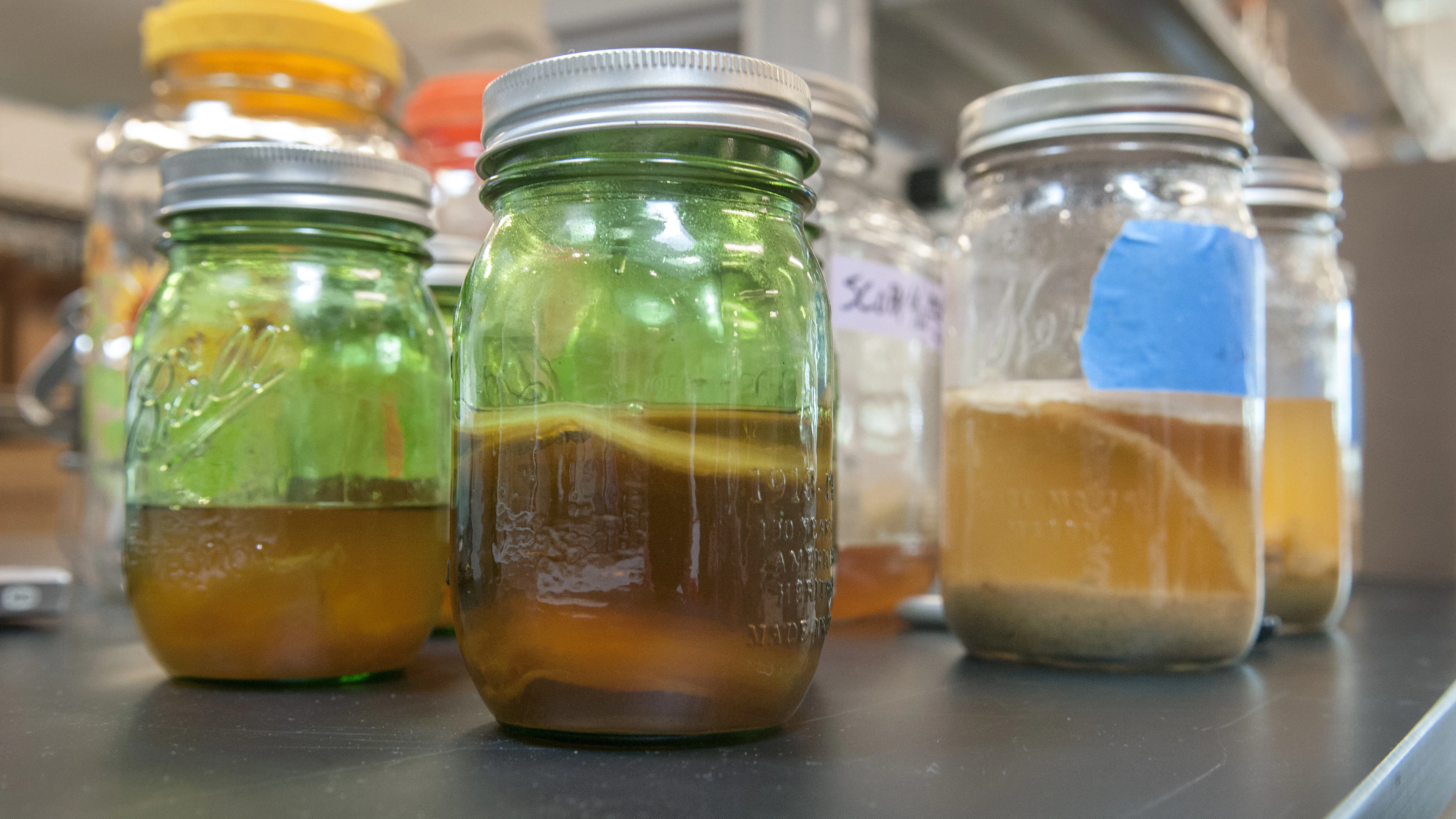 Bakken en brouwen met bacteriën