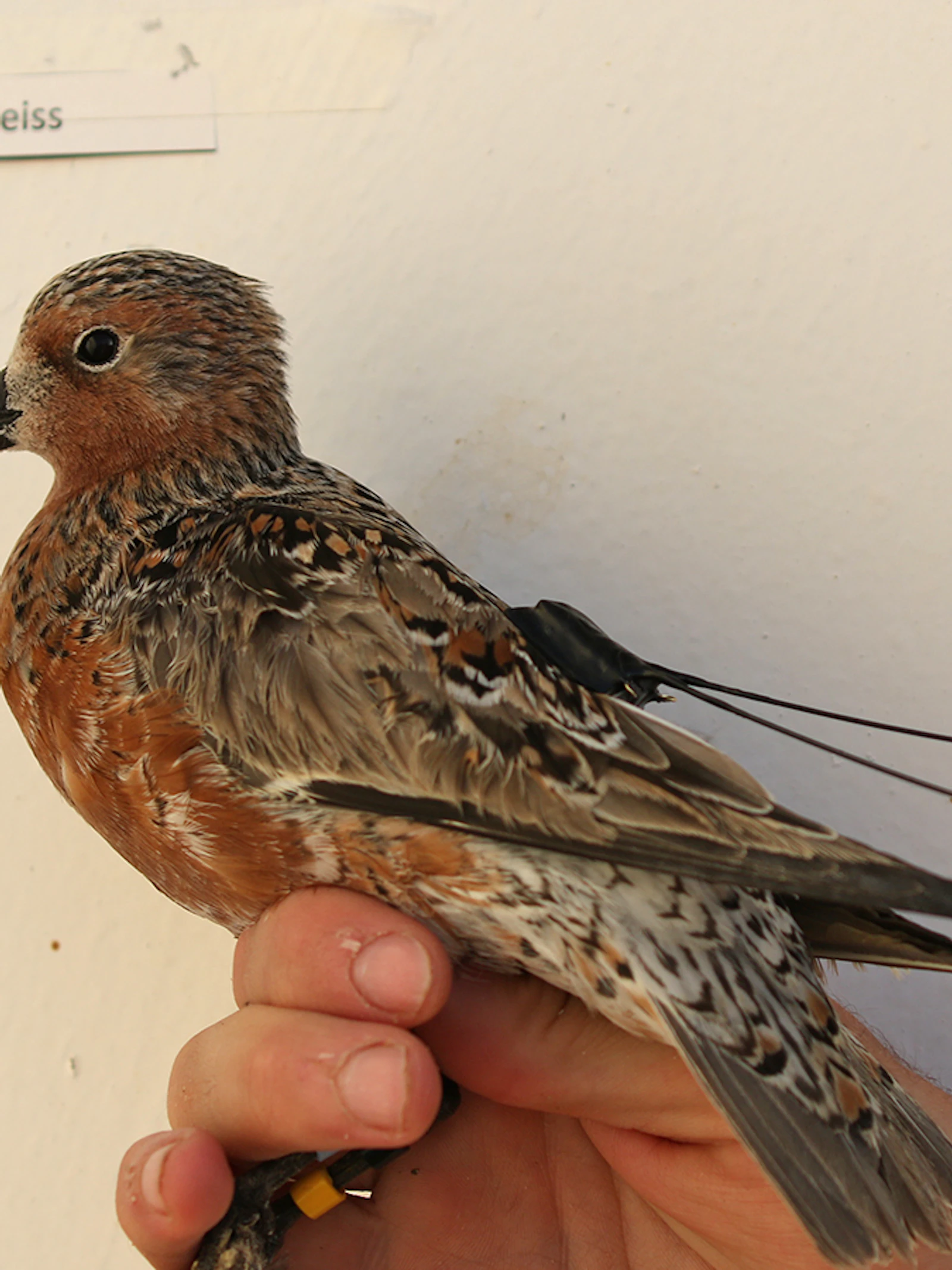 Hoe we twee trekvogels volgden van Sahara tot Noordpool