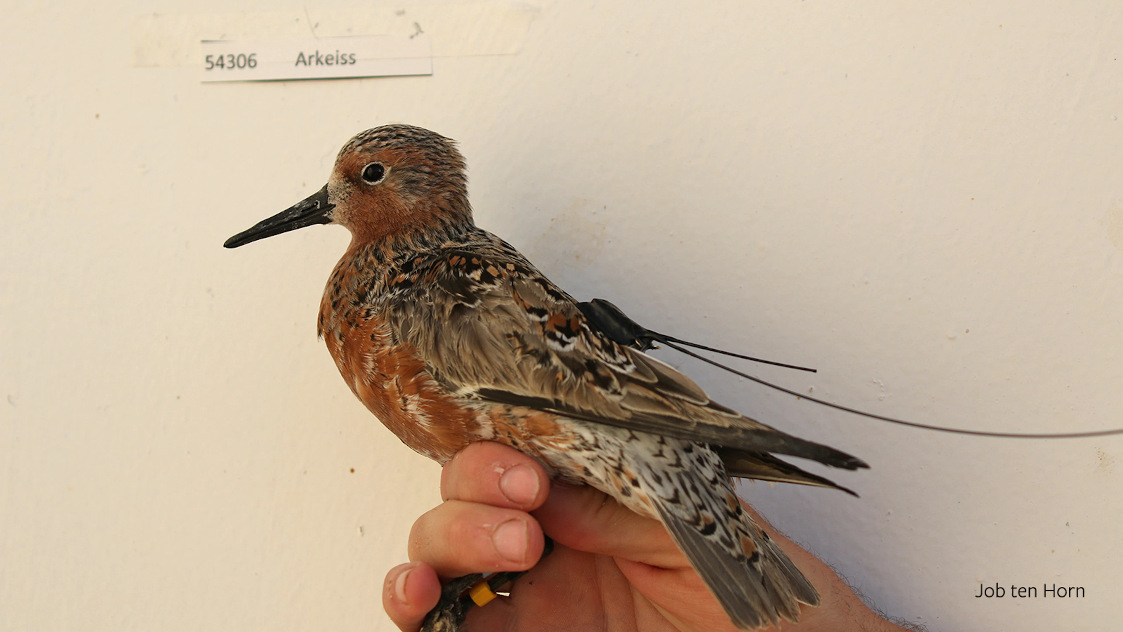 Hoe we twee trekvogels volgden van Sahara tot Noordpool