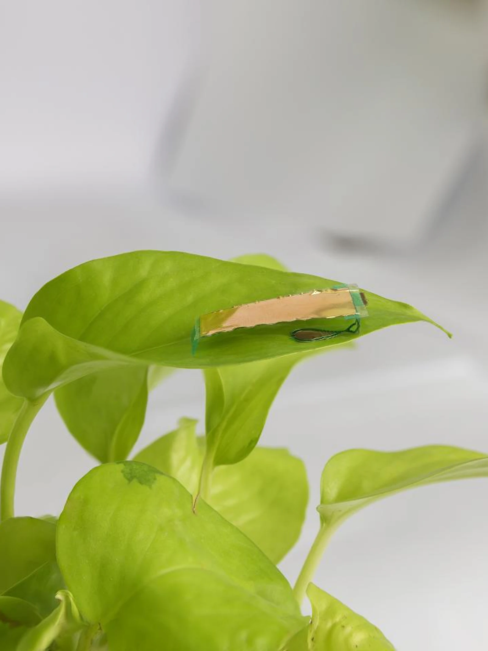 Insectrobot navigeert behendig door doolhof