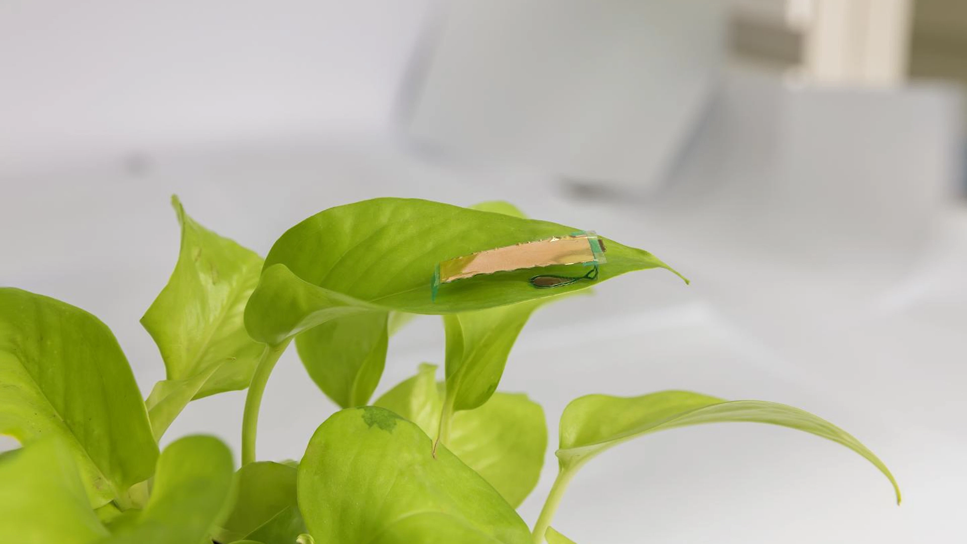 Insectrobot navigeert behendig door doolhof