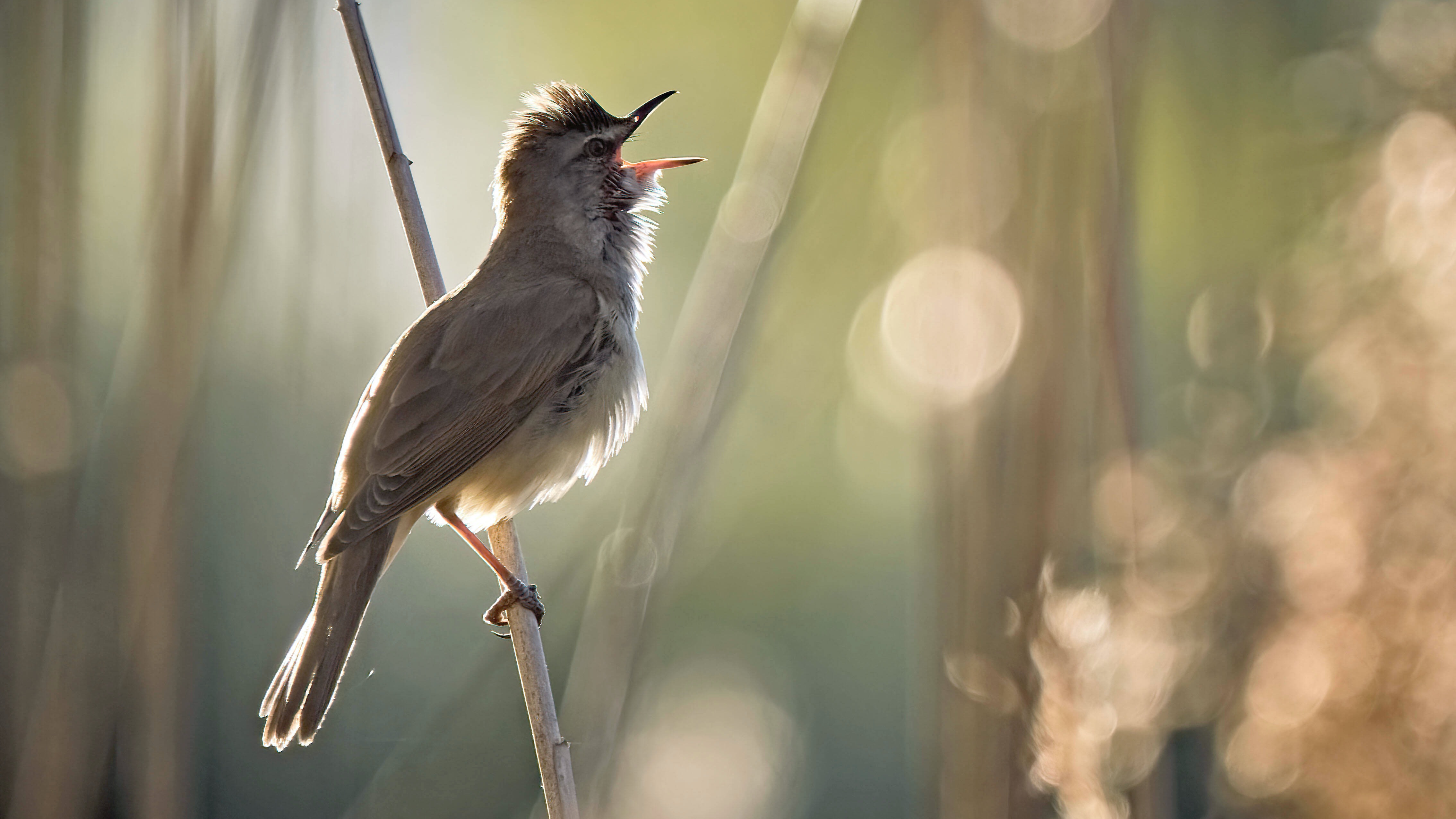 Kleine vogels scheren hoge toppen