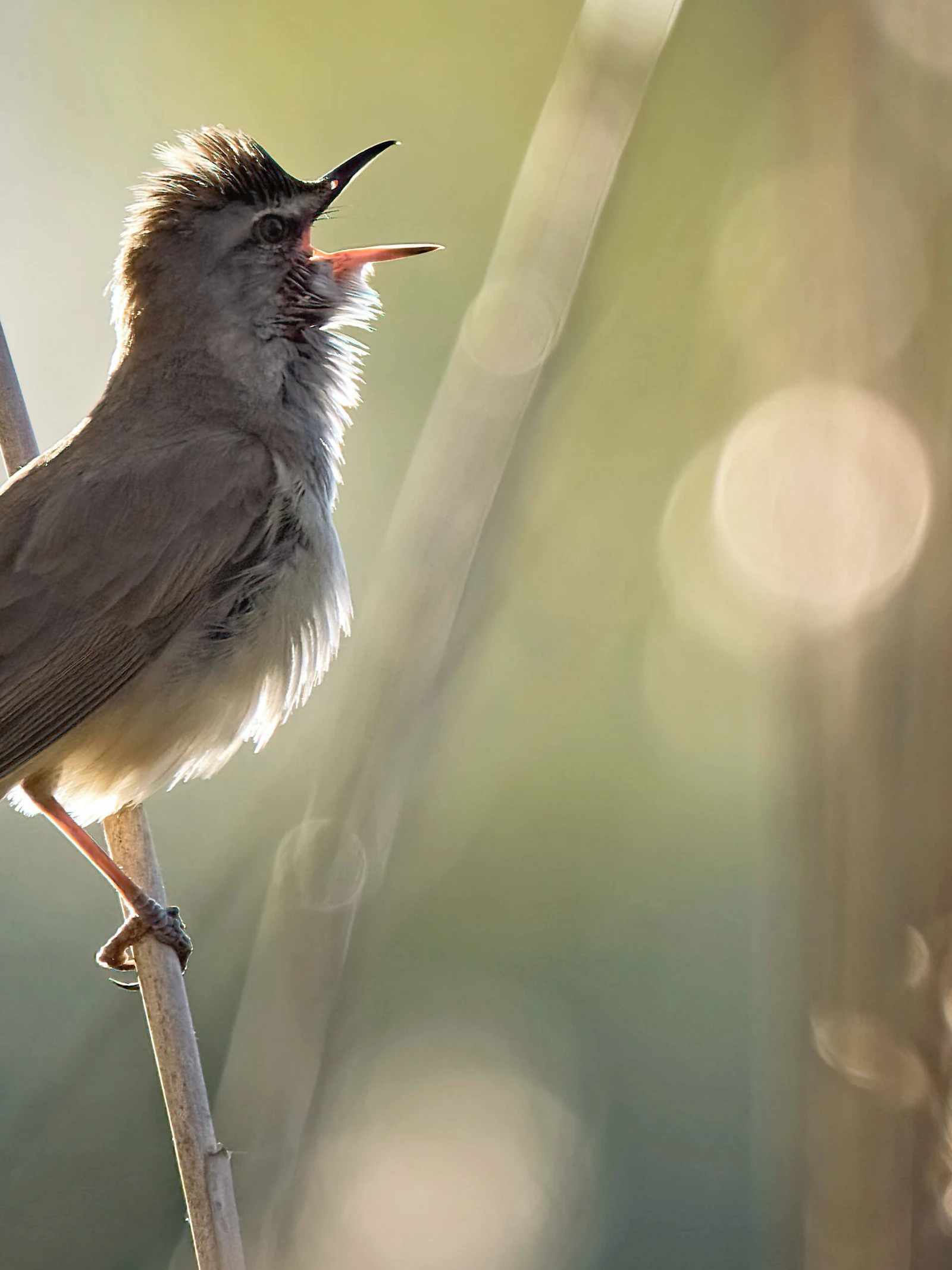 Kleine vogels scheren hoge toppen